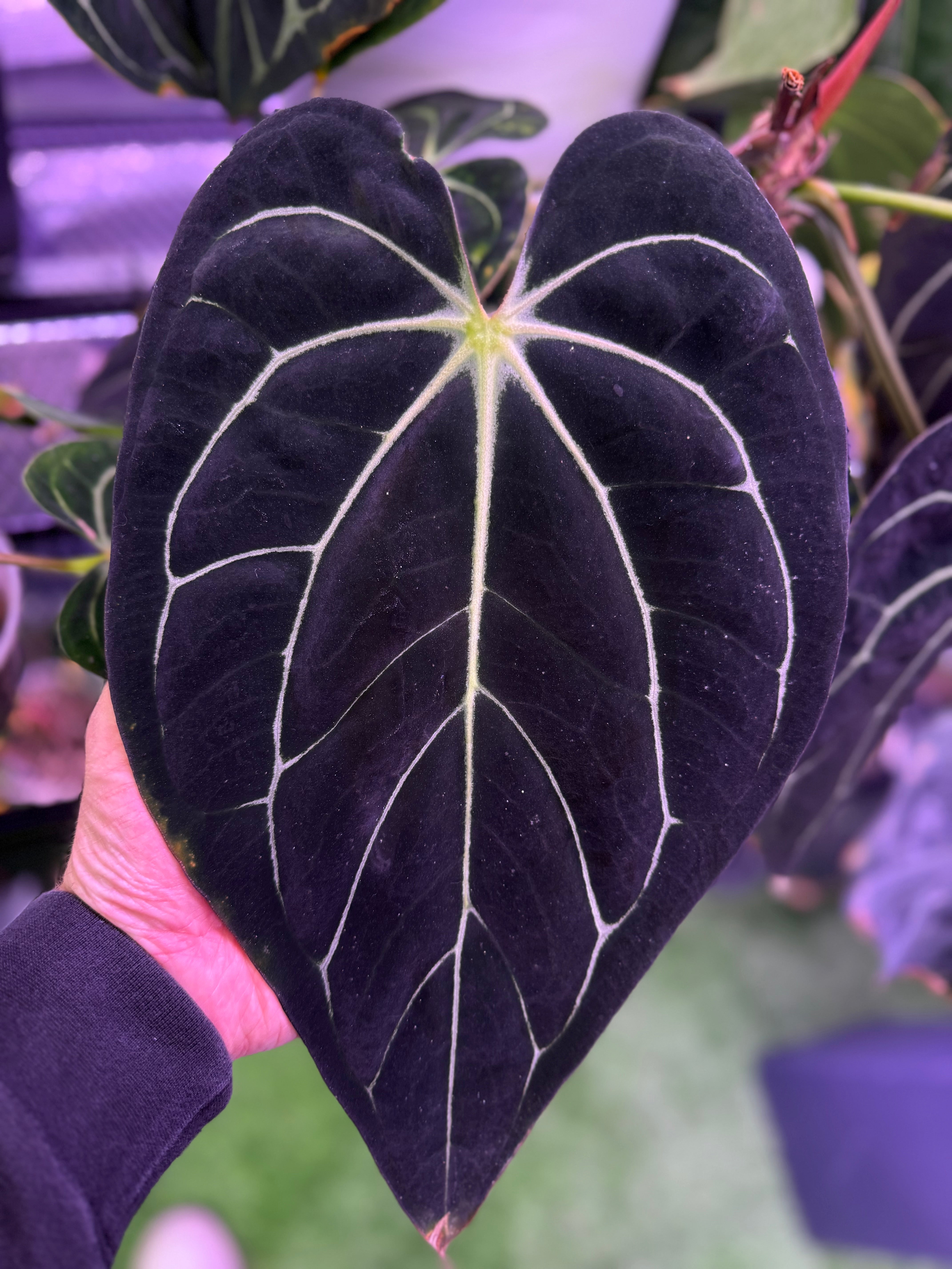 Anthurium carlablackiae RA ‘Pia’ X ‘Round x GPH001’ AA