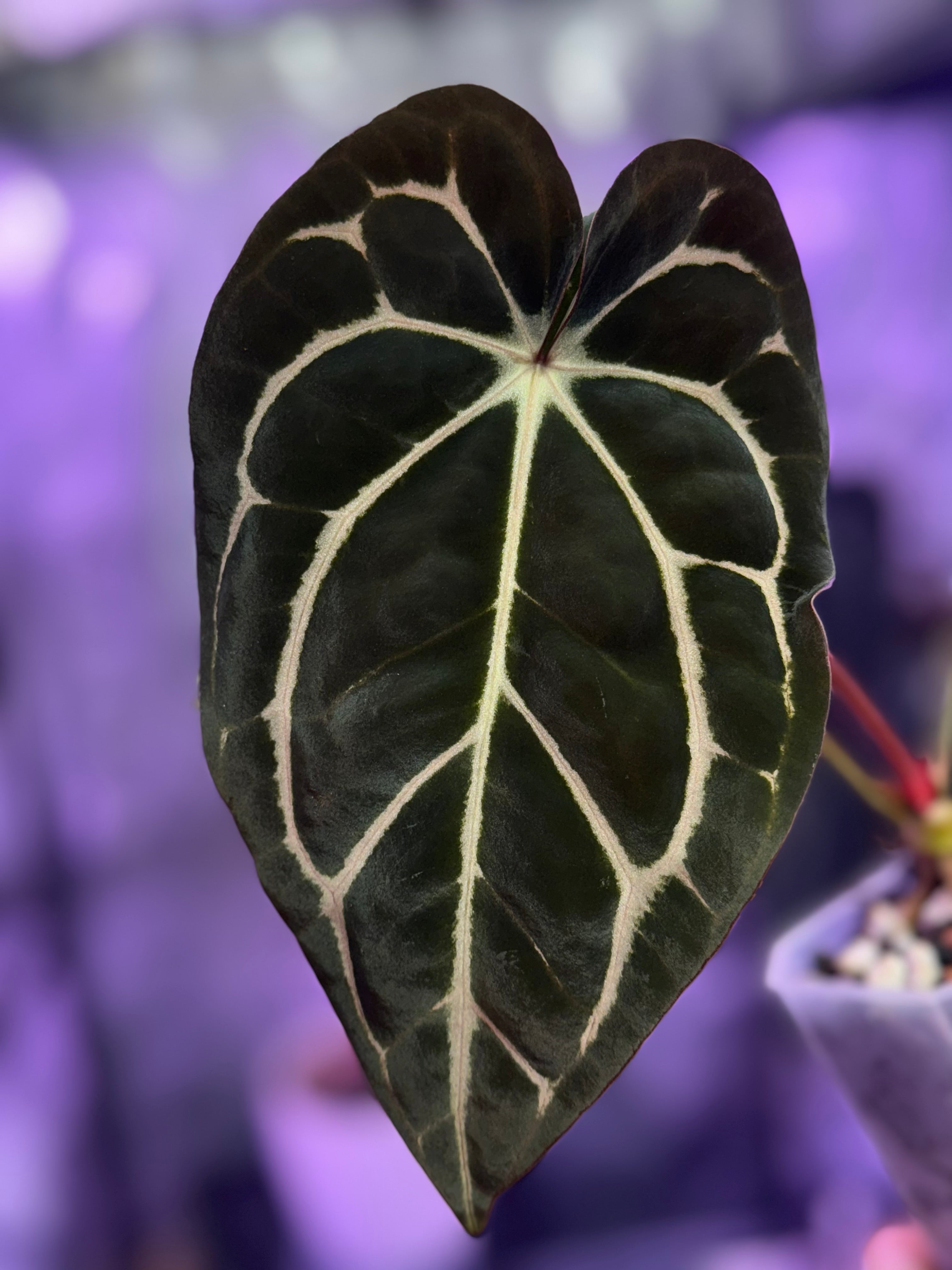 Anthurium carlablackiae RA13 x OG4