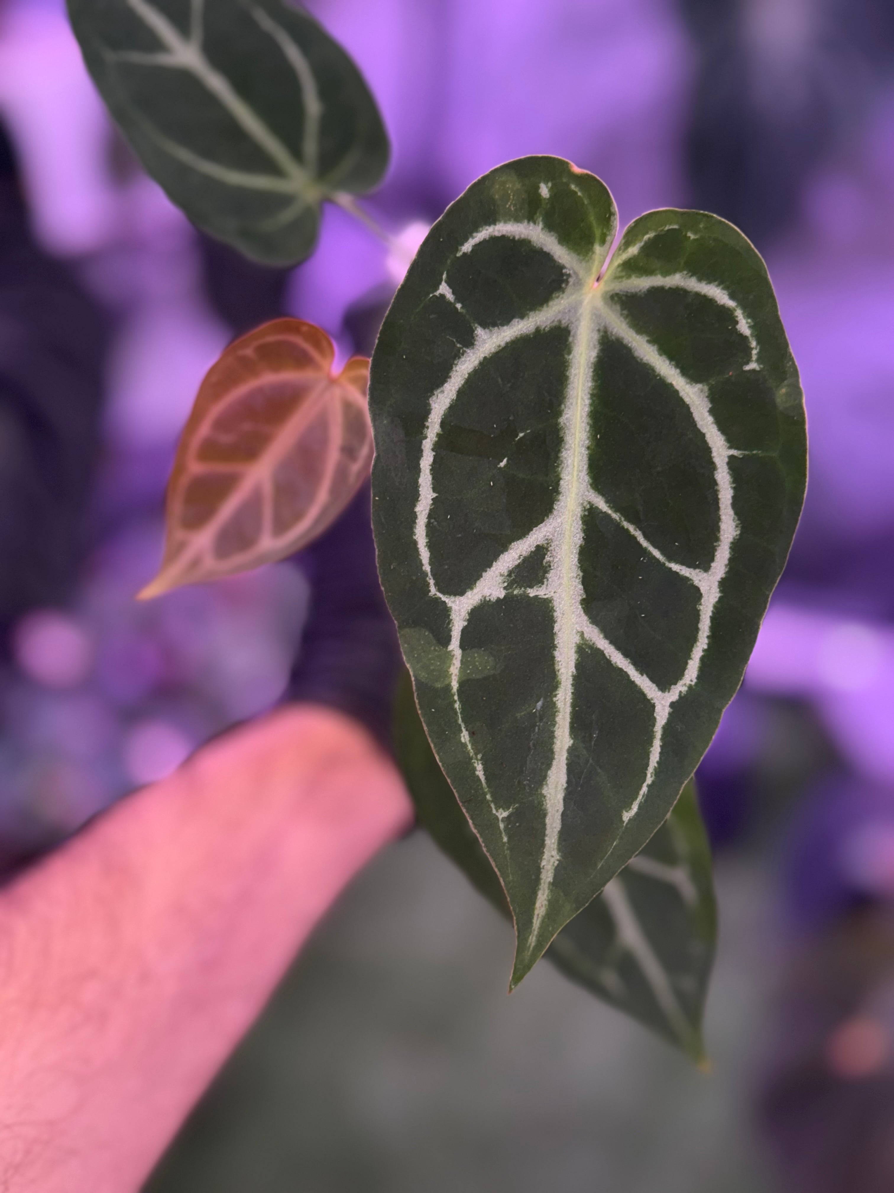 Anthurium FTG crystal x Stripey