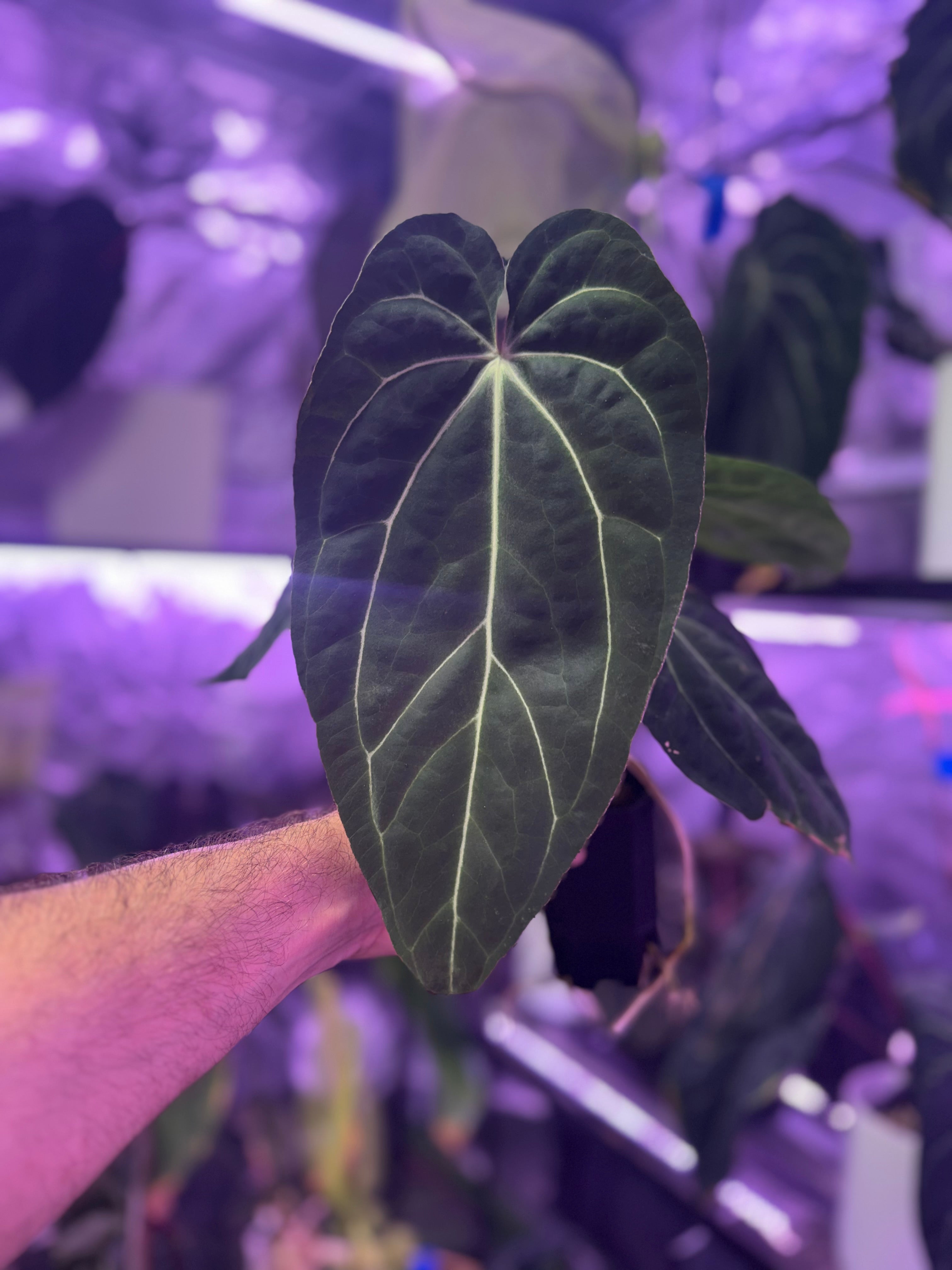 Anthurium PapX x ?