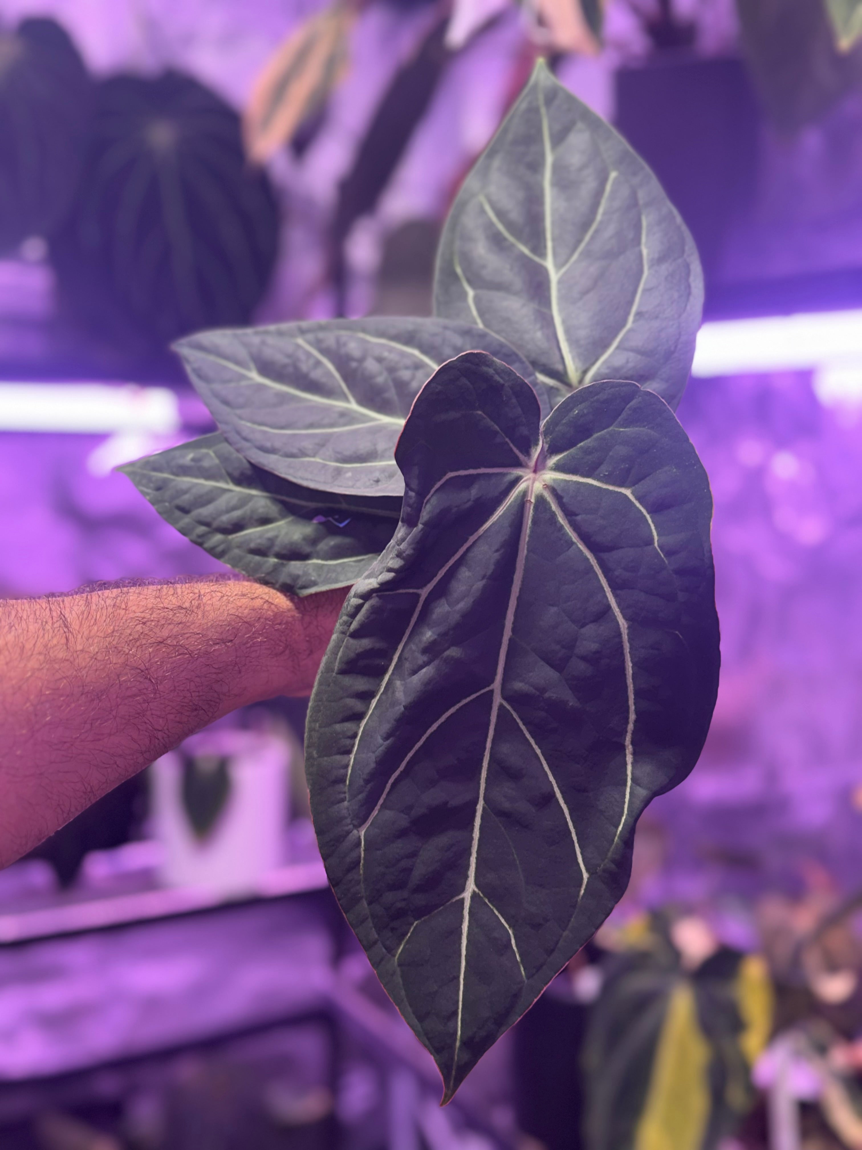 Anthurium Tim Andersons “Stripey” x carlablackiae RA6