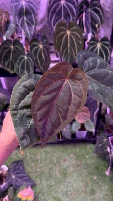 Anthurium Morticia's Magic X Zara x Michelle