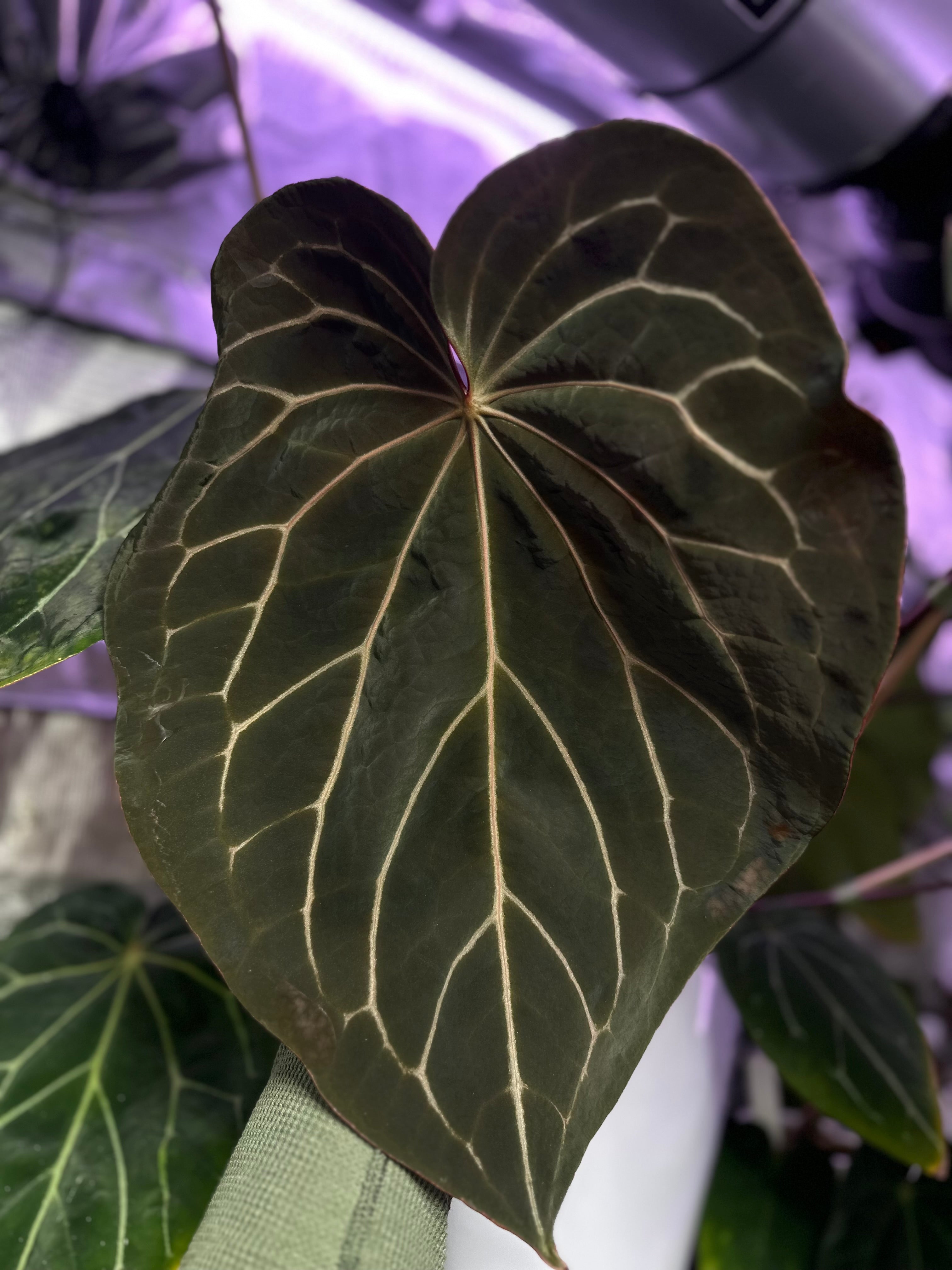 Anthurium crystallinum “chocolate” X Black Widow x Michelle” AA