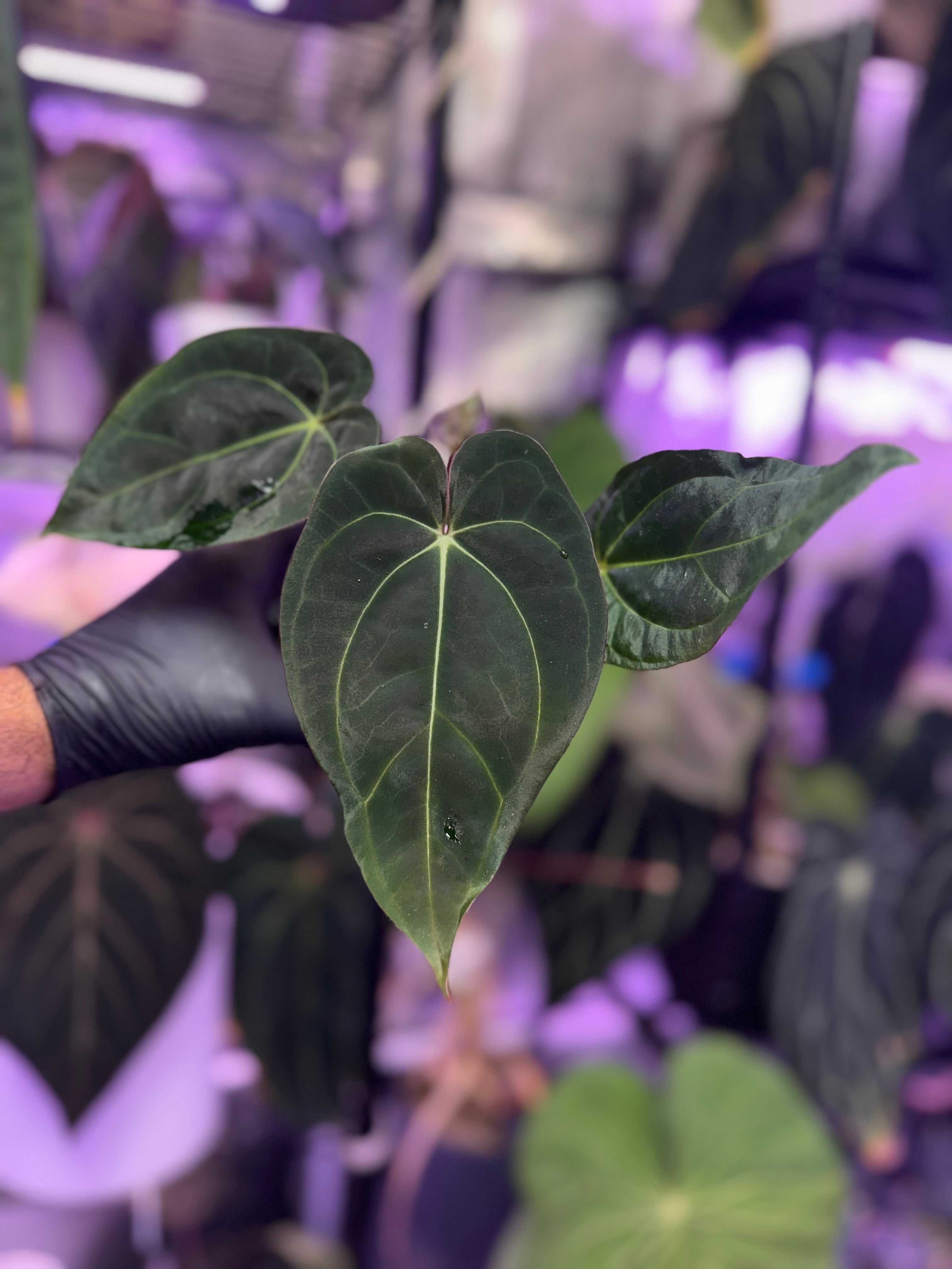 Anthurium black Cherry x carlablackiae RA8