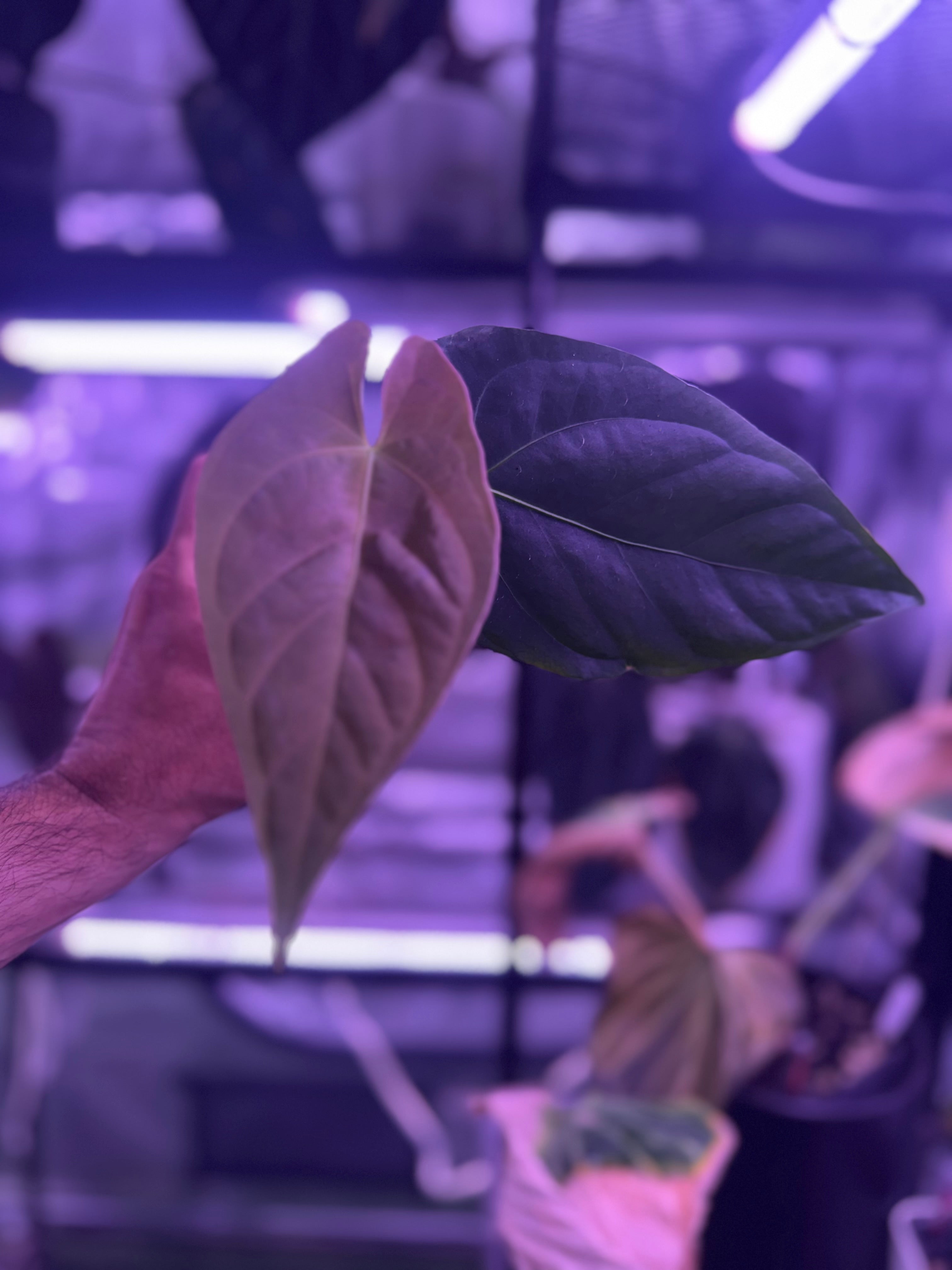 Anthurium NSE portillae x dressleri Rg F1