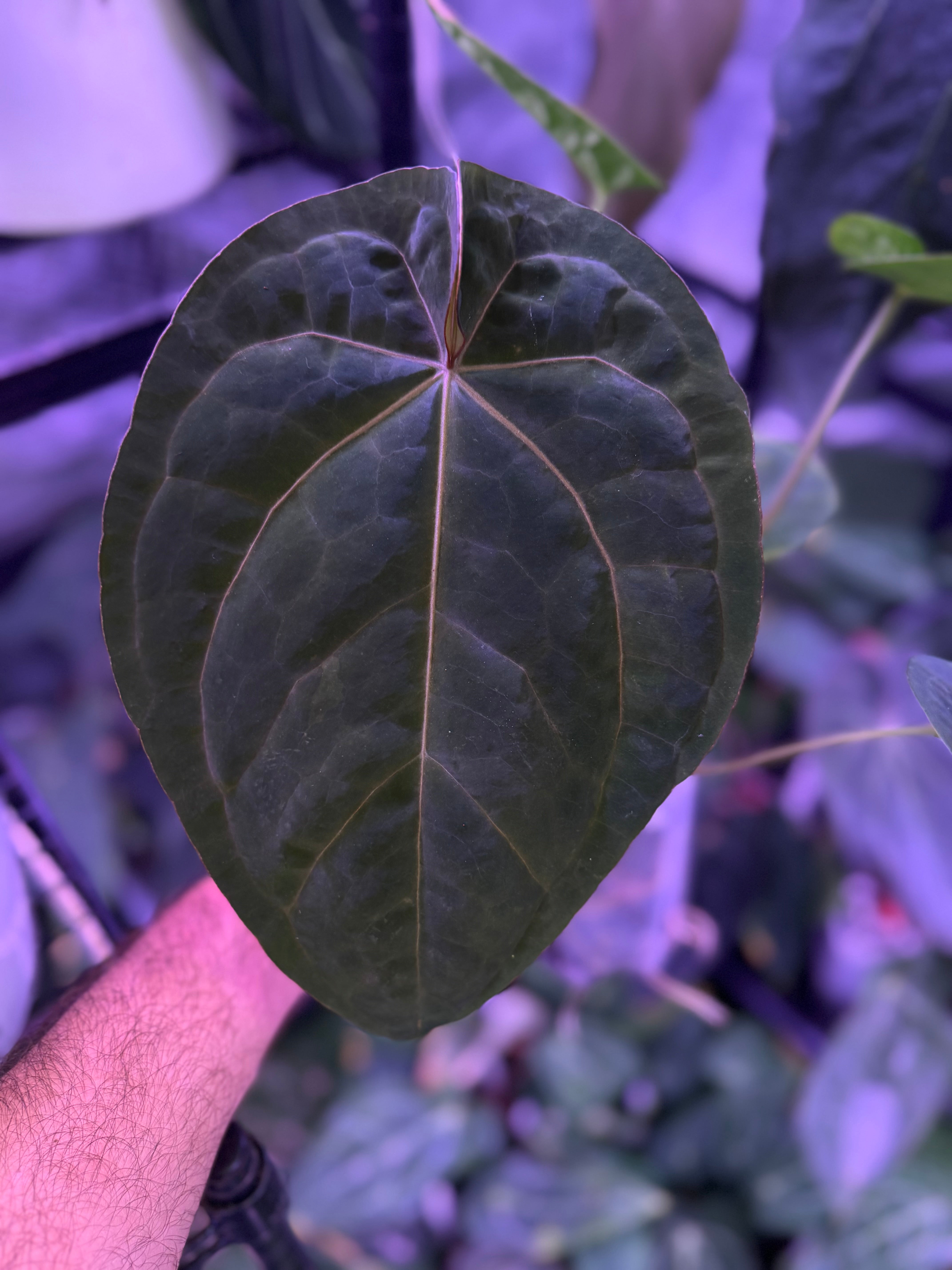 Anthurium Black Widow Michelle x dressleri RG F1