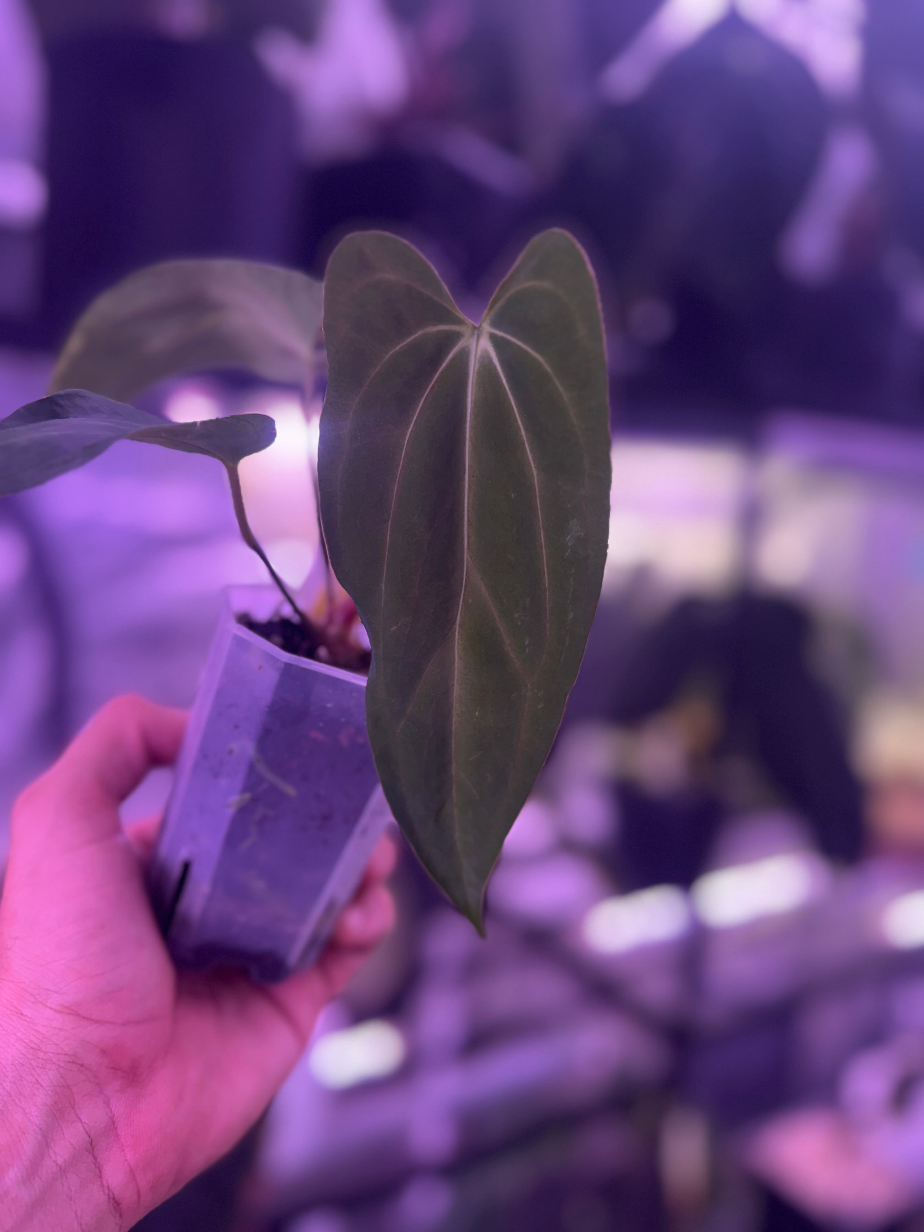 Anthurium (carlablackiae District x “Black Widow x Michelle”) x PapX