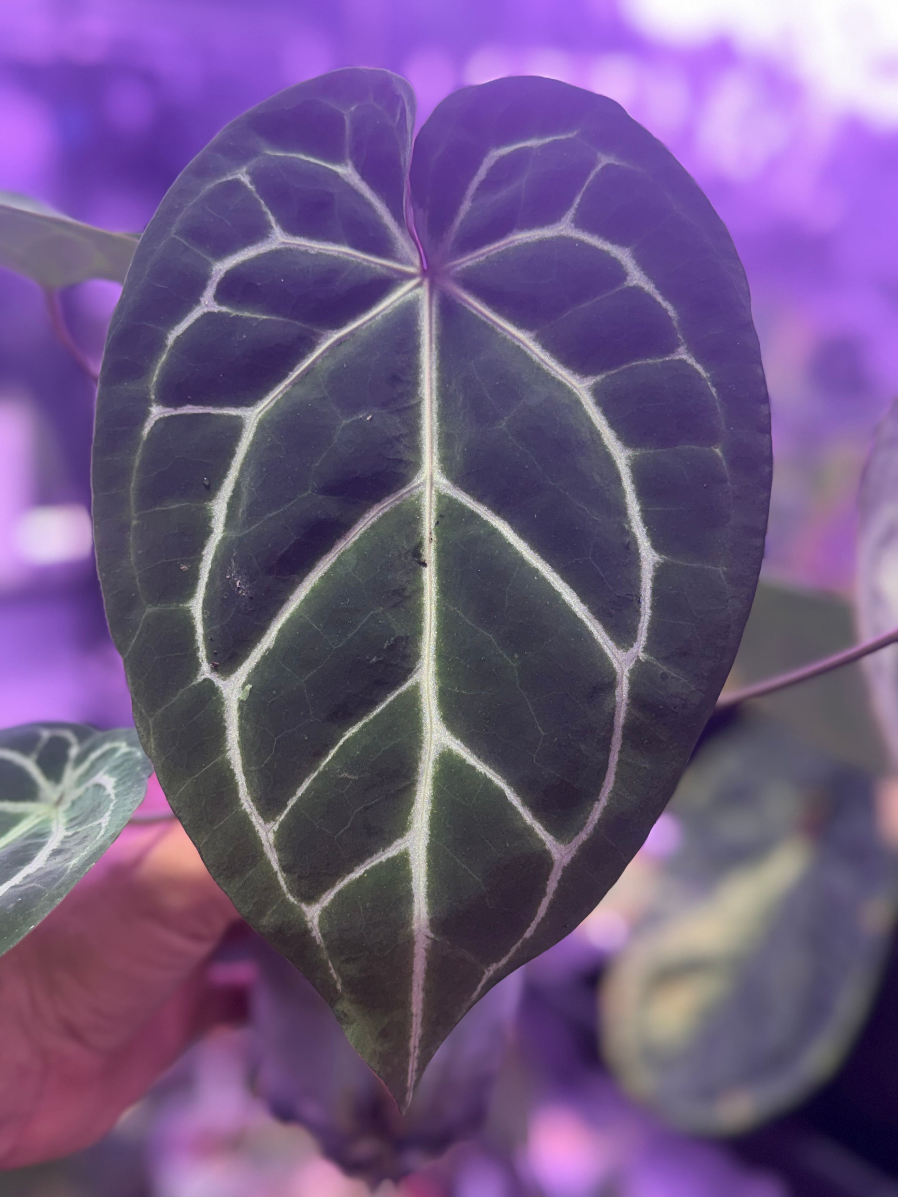 Anthurium Chocolate Crystal x “Black Widow x Michelle”