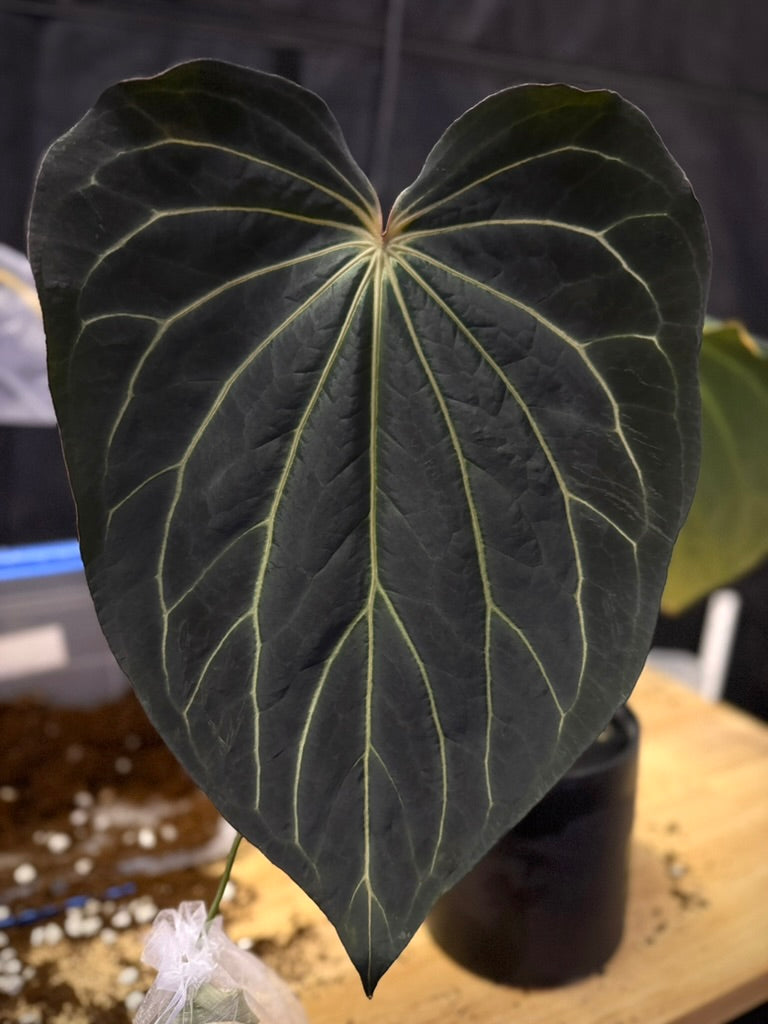 Anthurium "Tim Anderson Stripey" X "Araña" AB