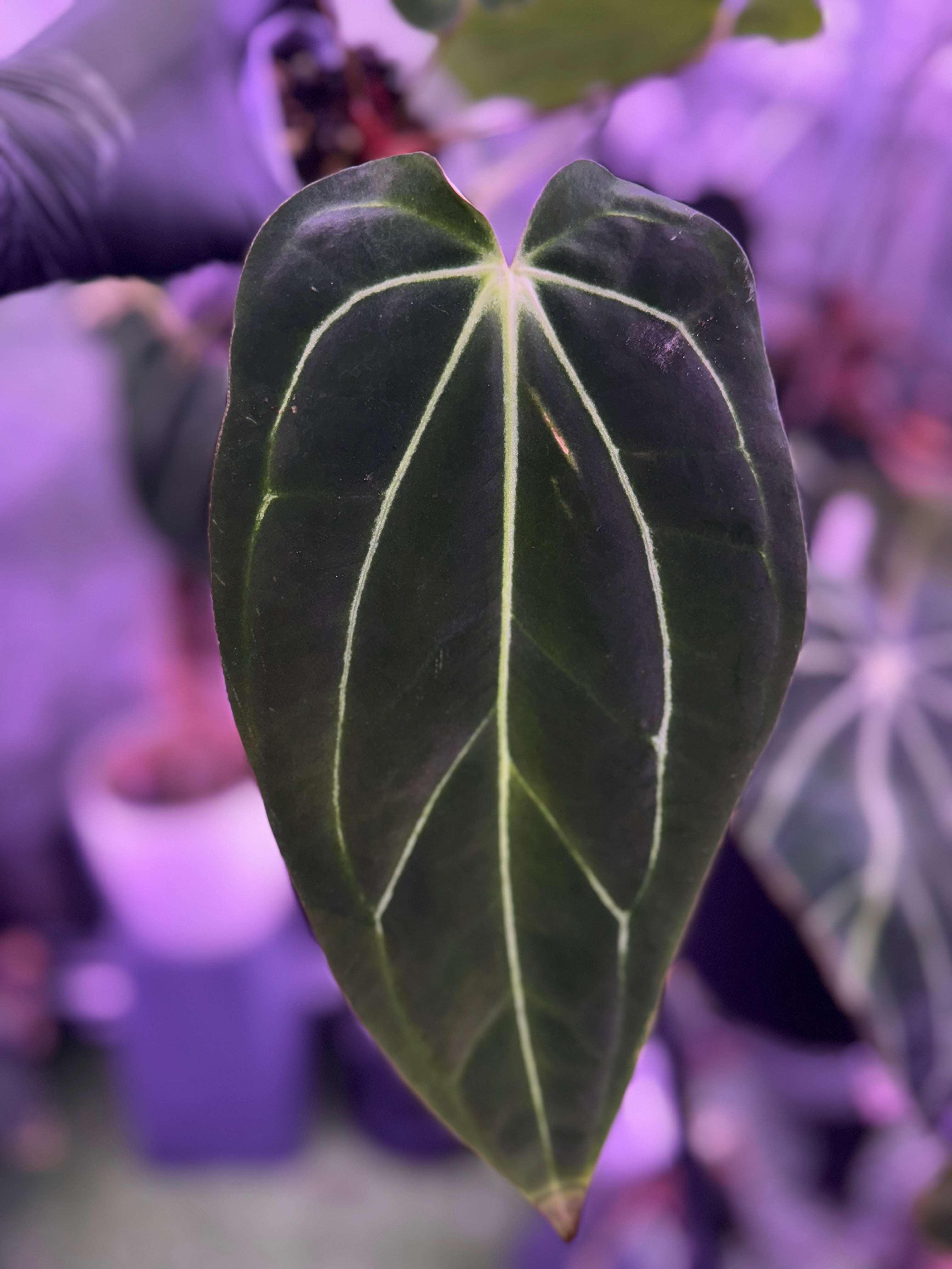 Anthurium carlablackiae RA4 x Snake Oil