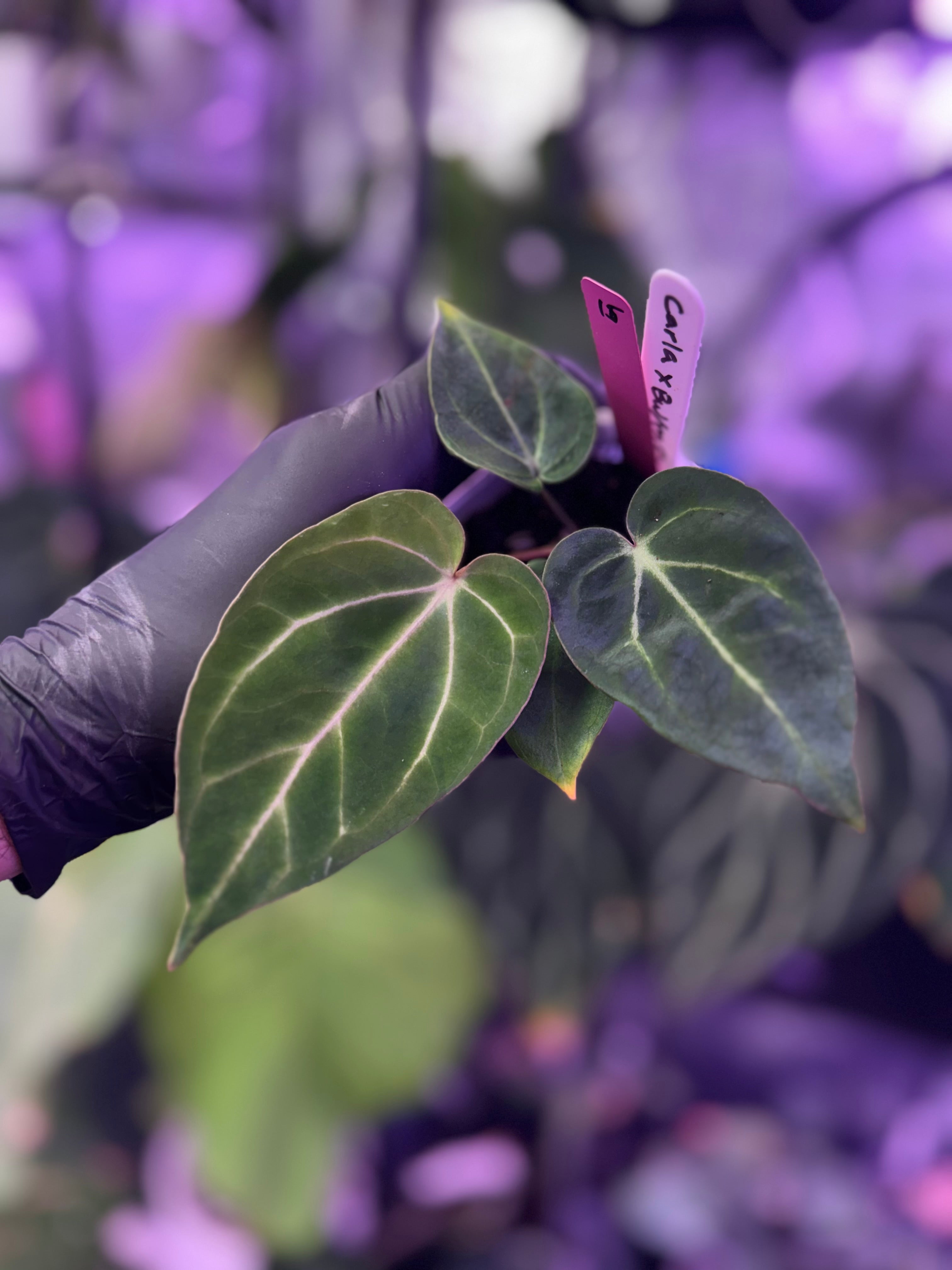 Anthurium carlablackiae x ‘Black Widow x Michelle’ F1