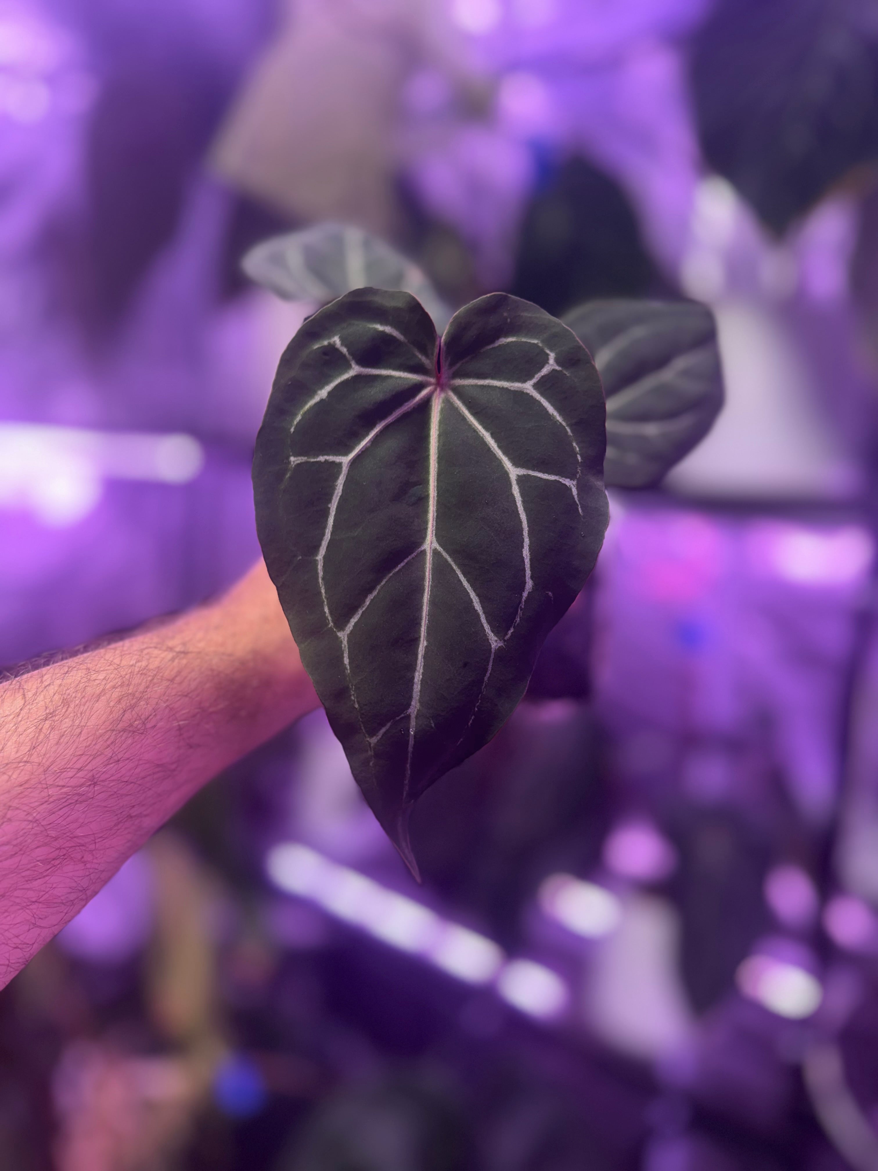 Anthurium Dorito x Tezula Red Crystal