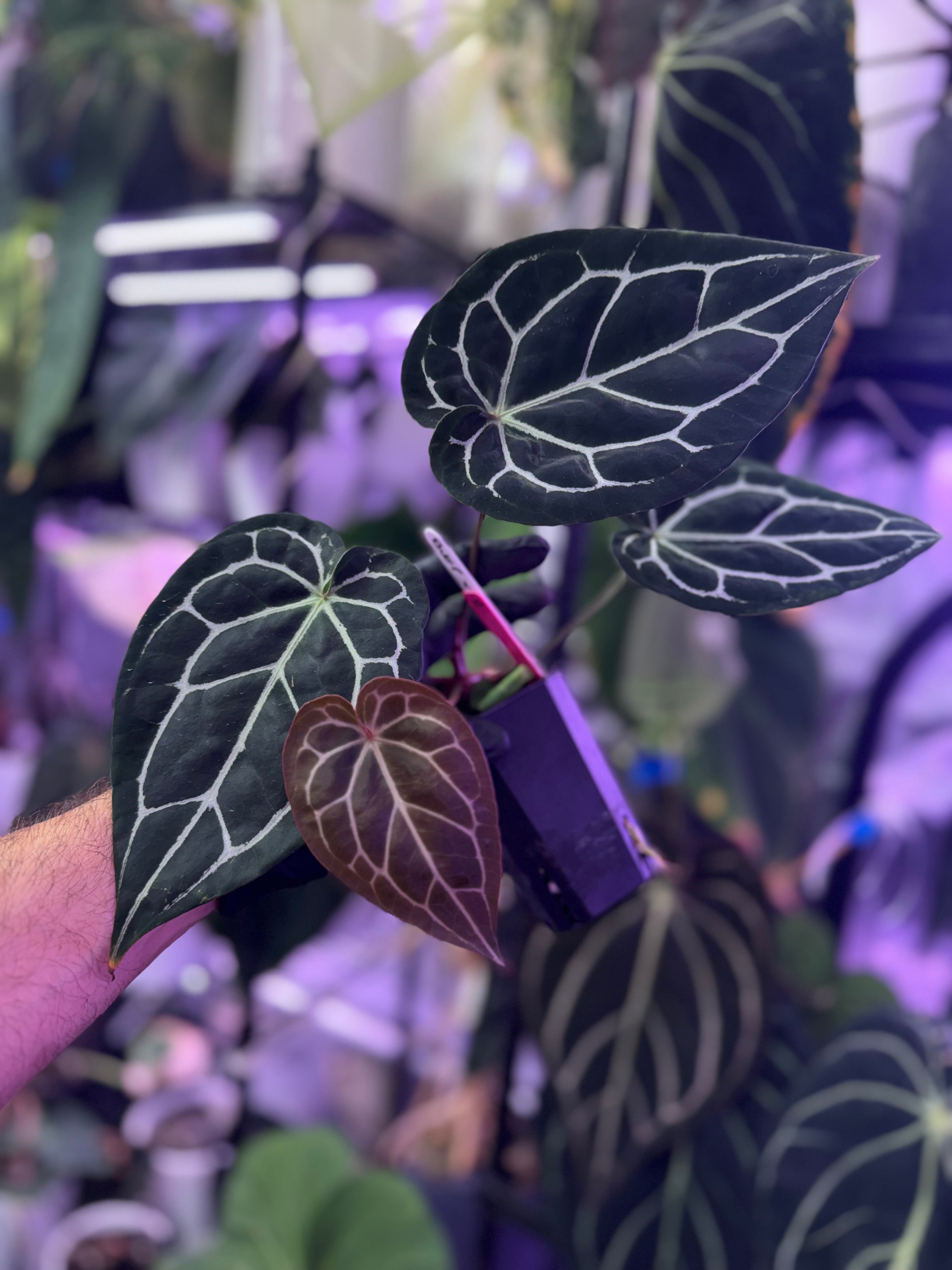 Anthurium (BVEP x “Black Widow x Michelle”) x “Black Widow x Michelle”