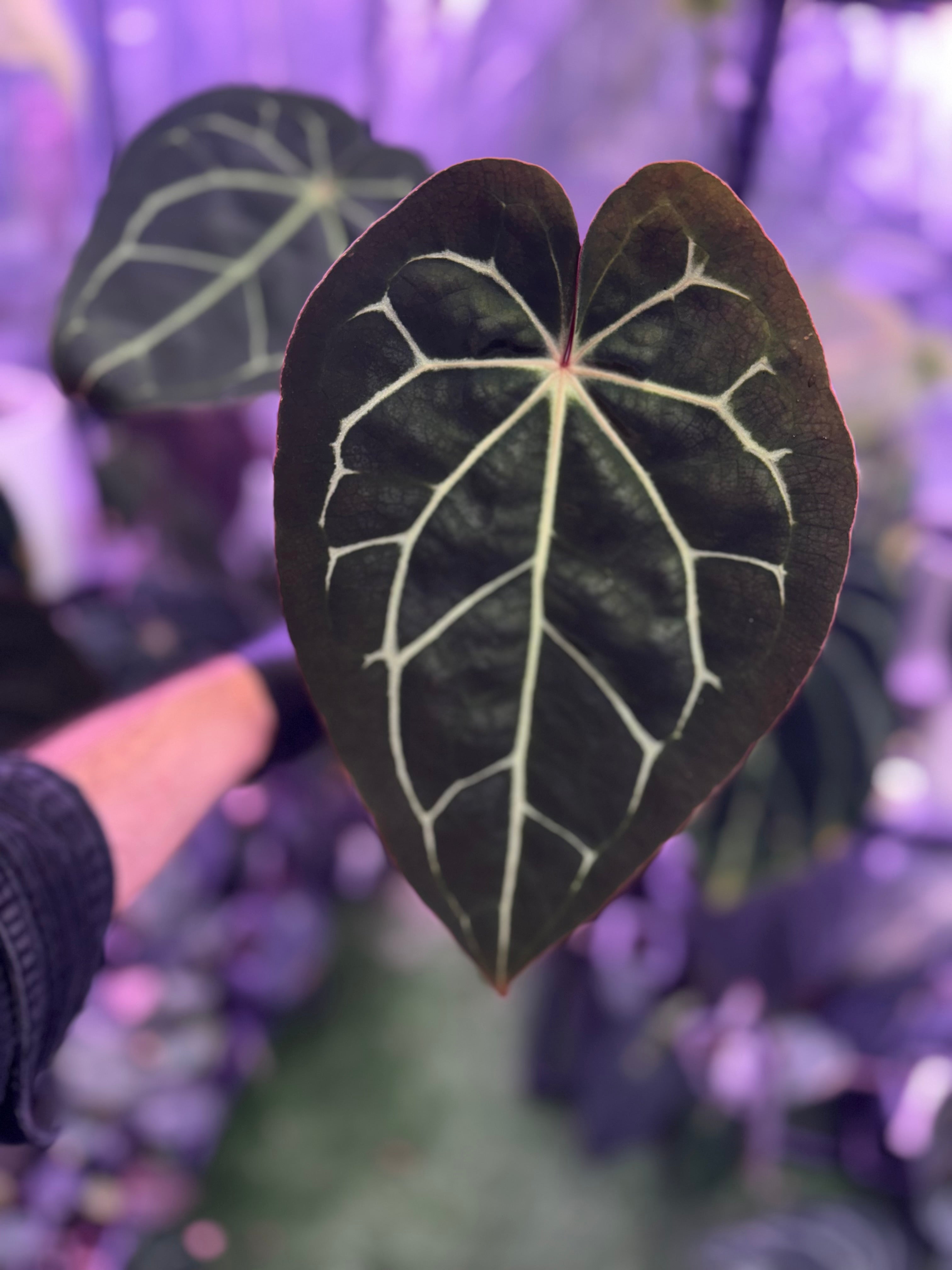 Anthurium (carlablackiae Round x GPH001) x (Black Widow x Michelle)