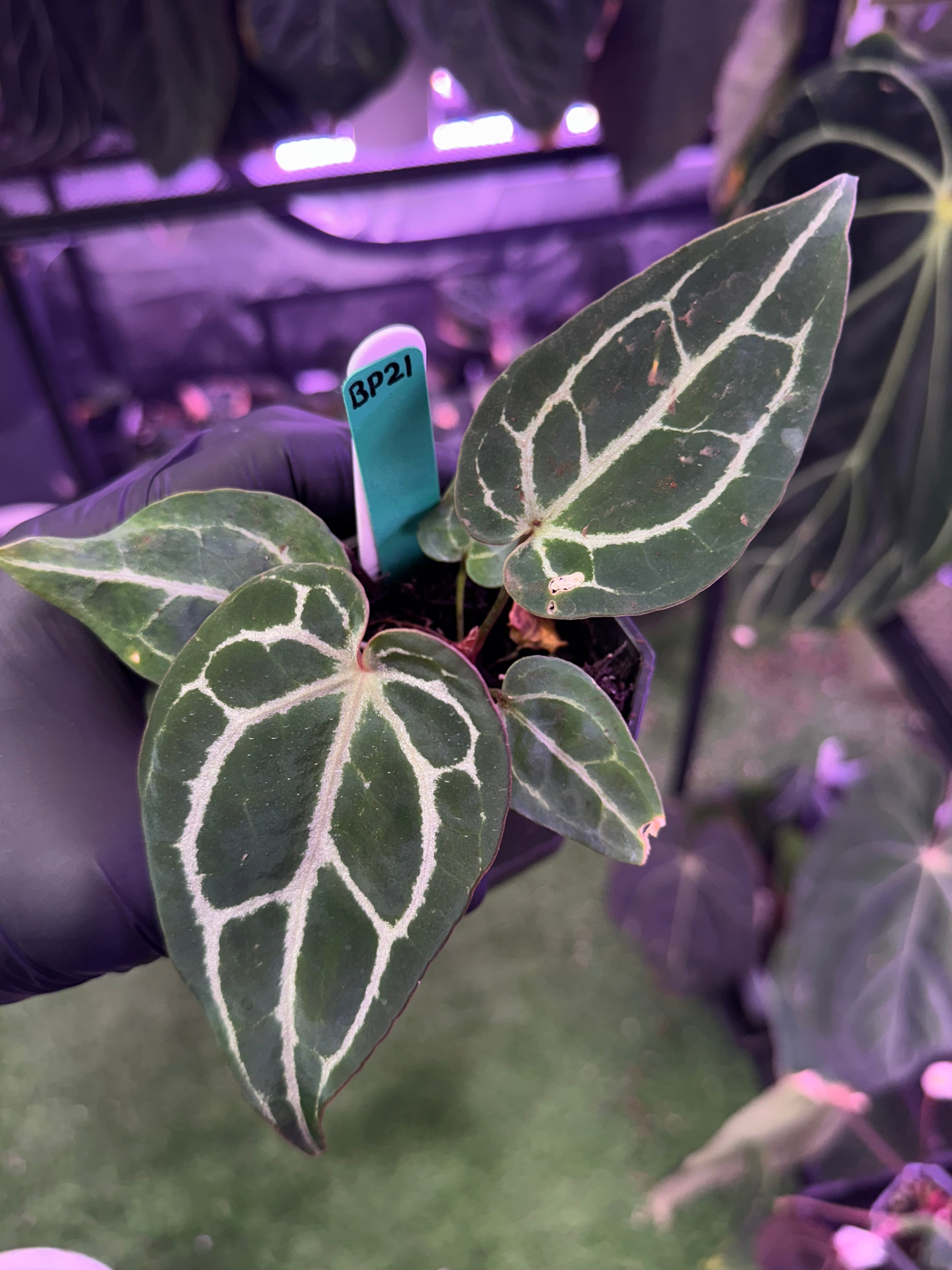 Anthurium (BVEP x Black Widow Michelle) x Black Widow Michelle)