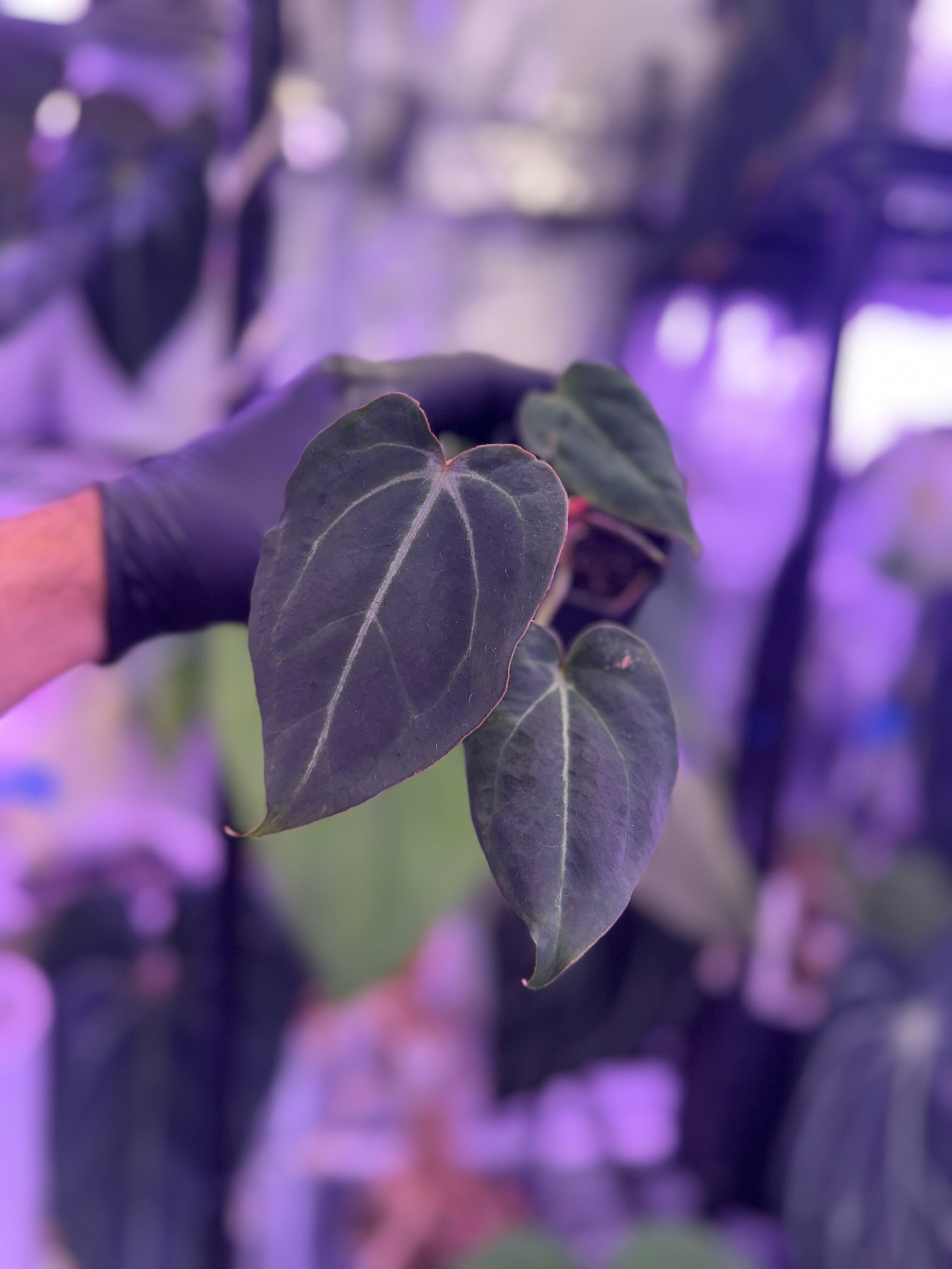Anthurium cf. crystallinum x Tim Anderson Stripey