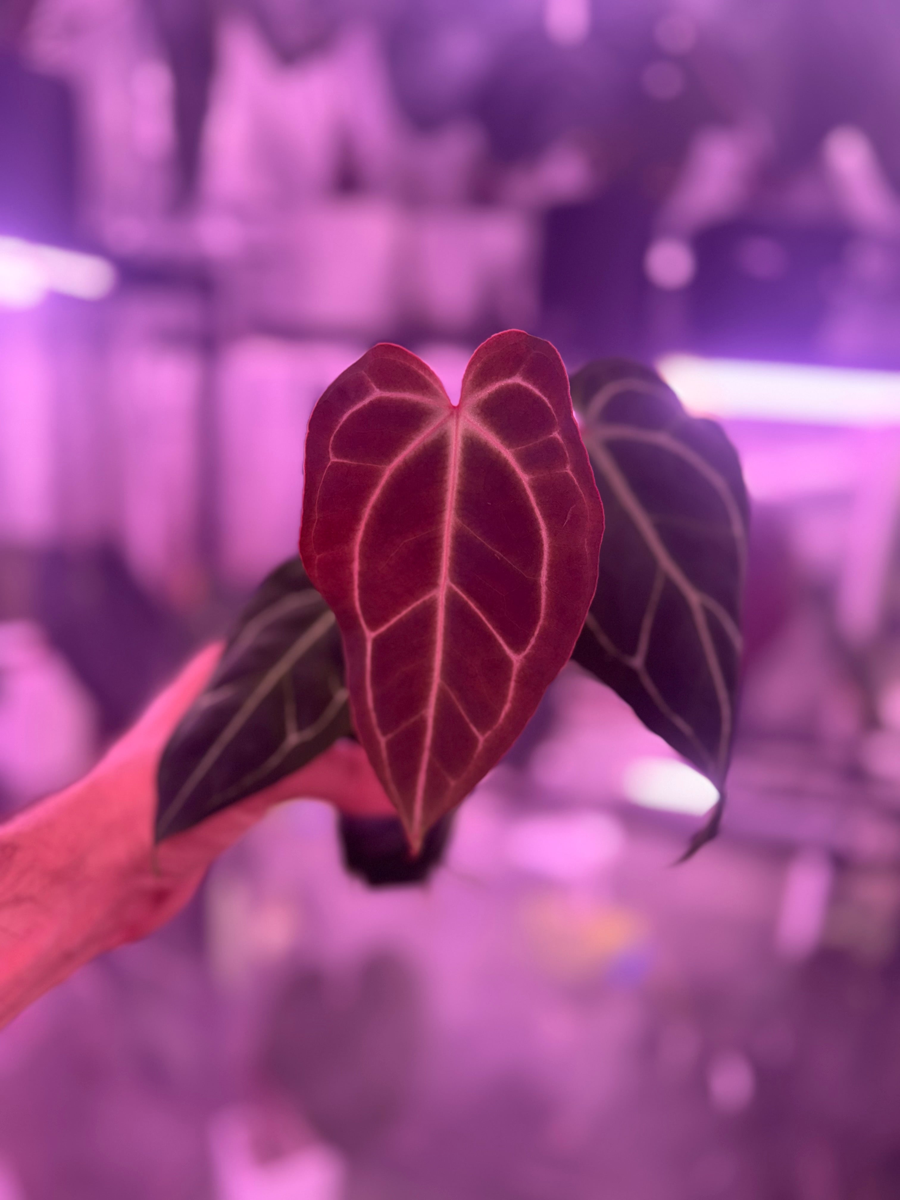 Anthurium cf. crystal x Tim Anderson Stripey