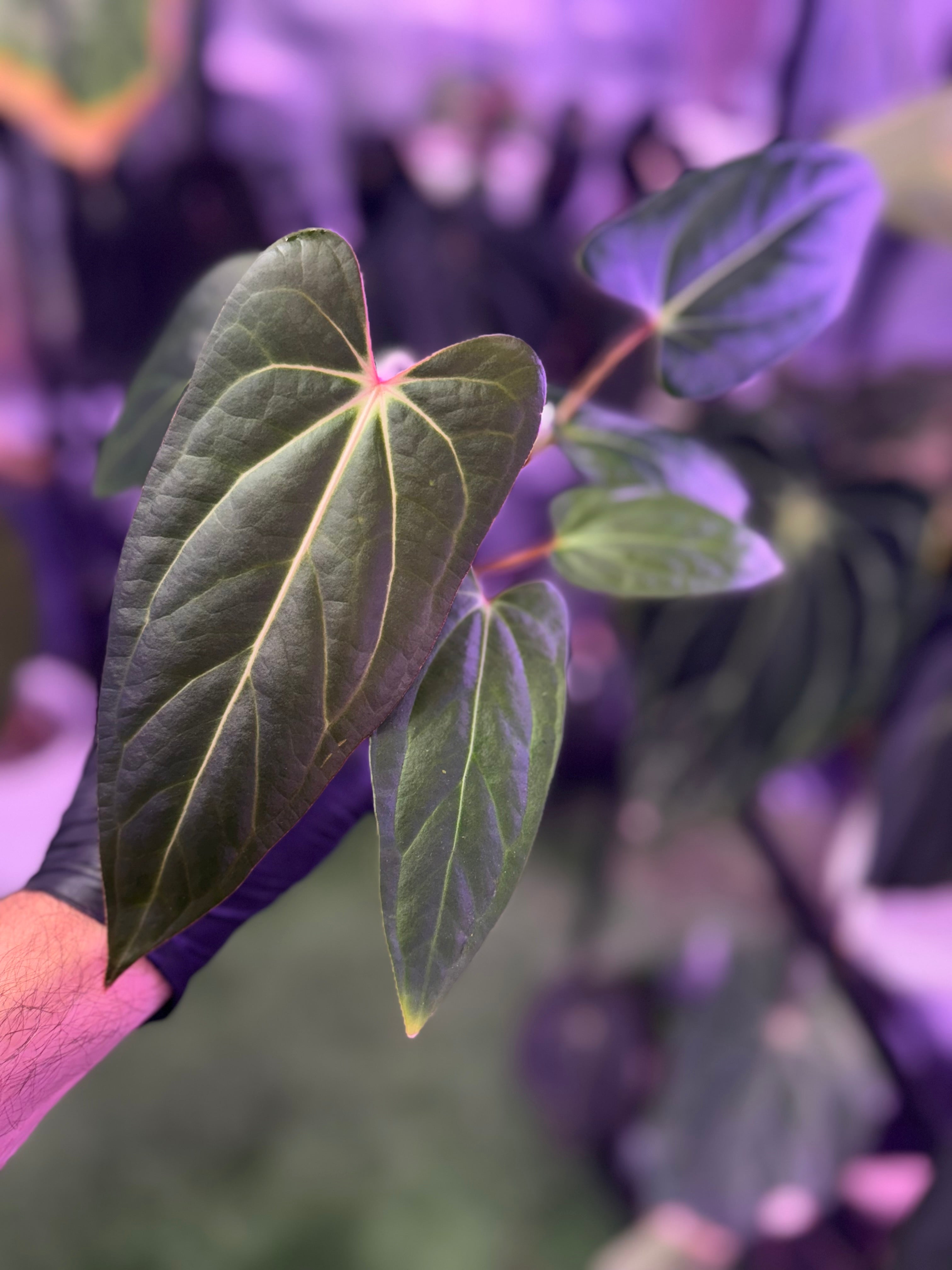 Anthurium carlablackiae RA15 x ustuopoense