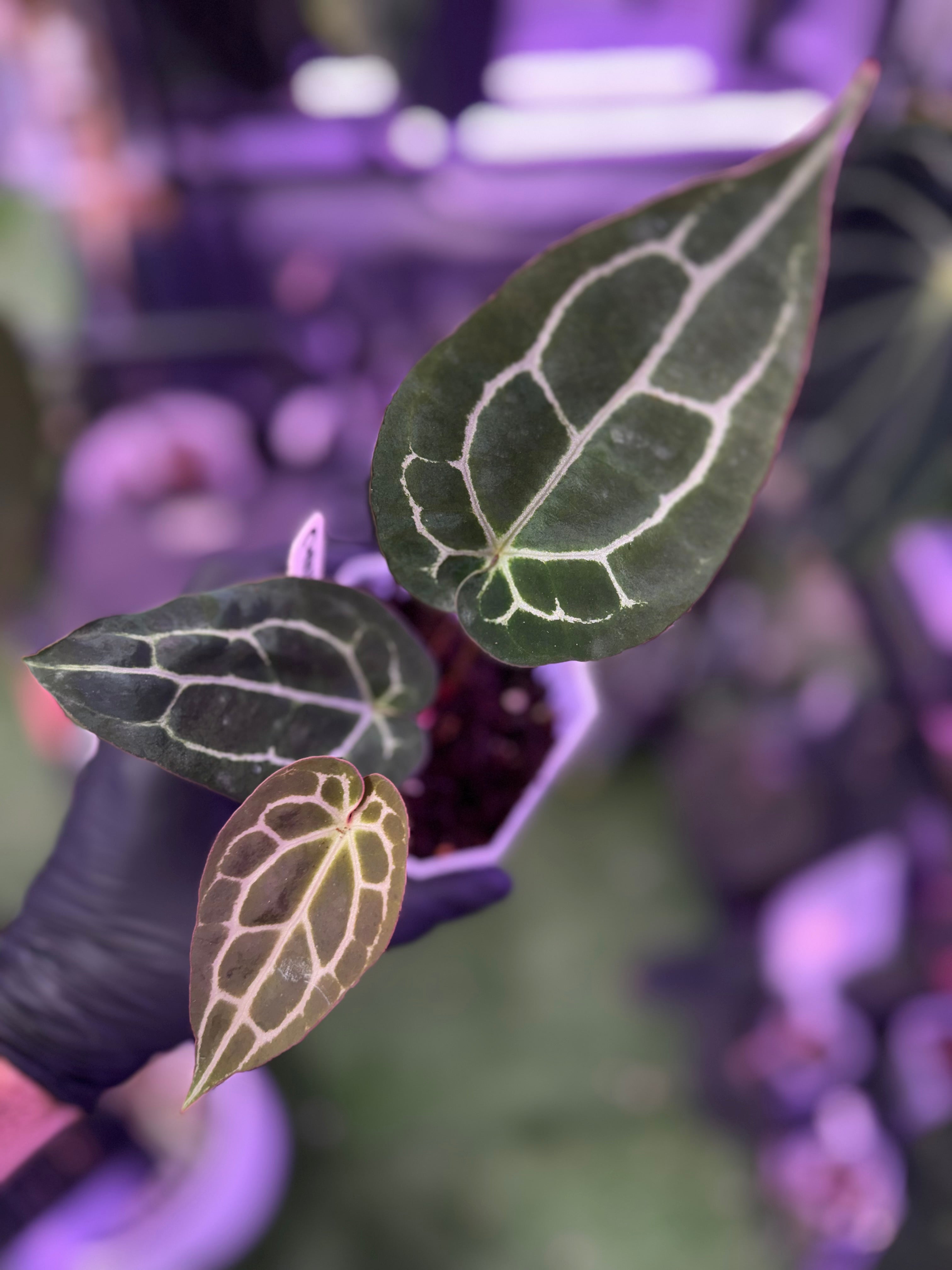 Anthurium crystallinum ‘Chocolate’ x ‘Black Widow x Michelle’