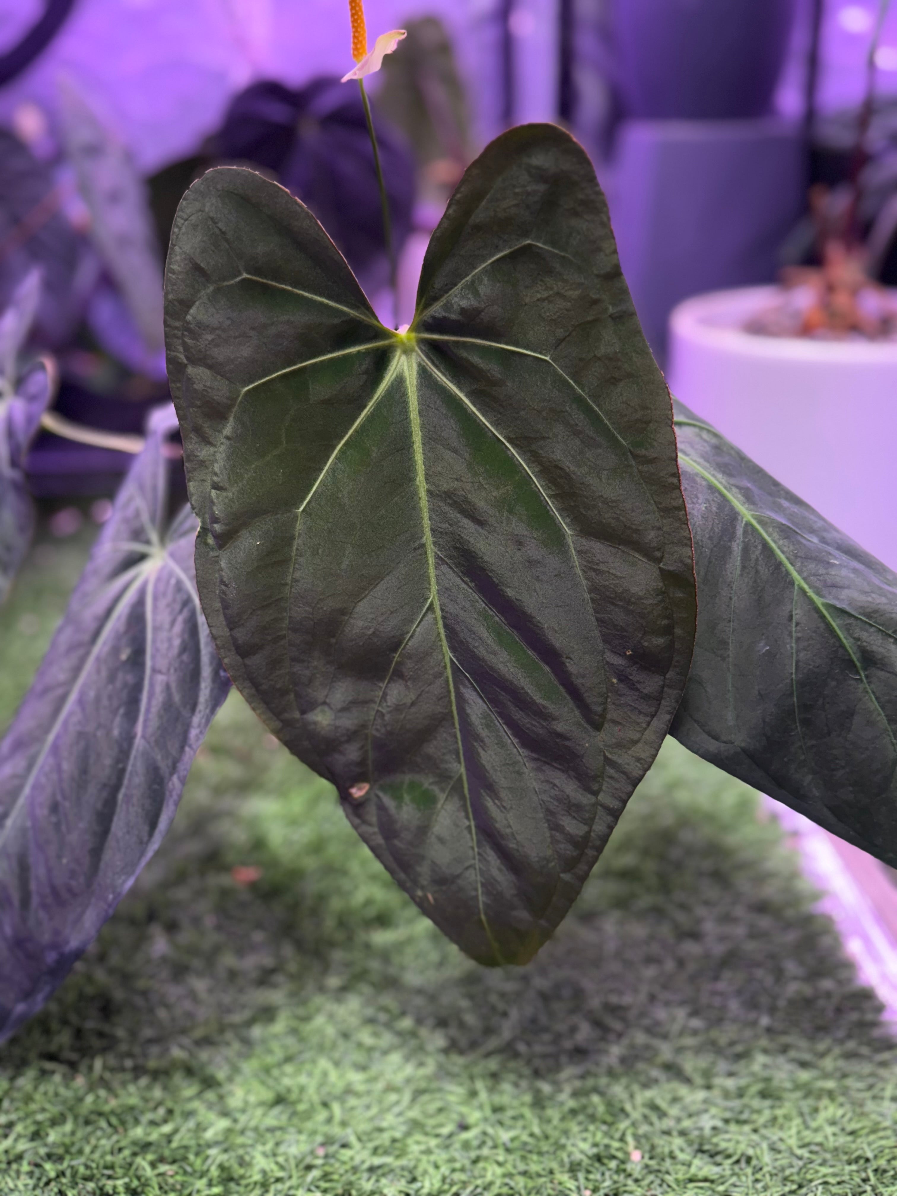 Anthurium (carla x port) x Panamama 2.0 *flowering*