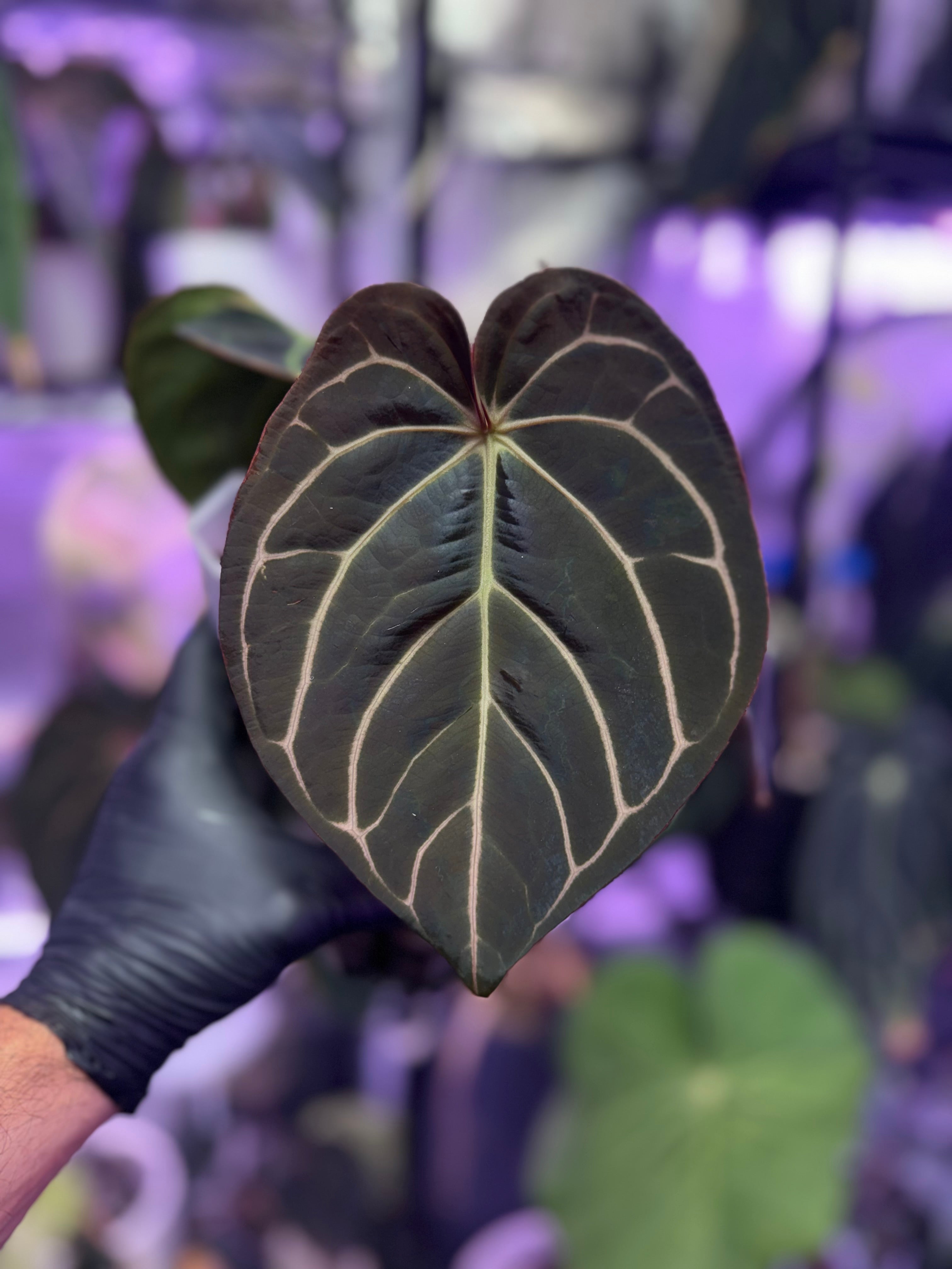 Anthurium carlablackiae RA8 clone