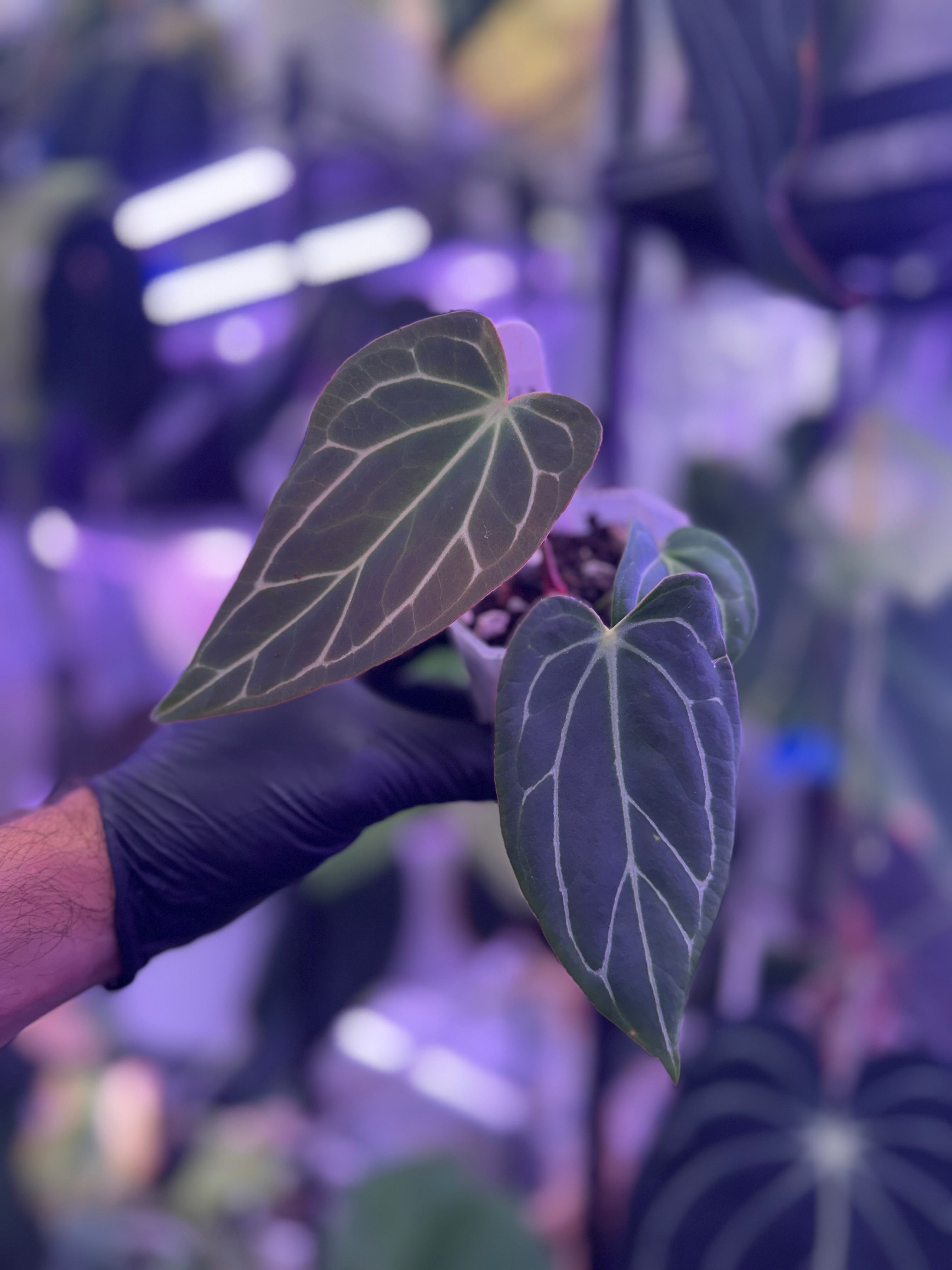 Anthurium Araña x Tim Anderson Stripey
