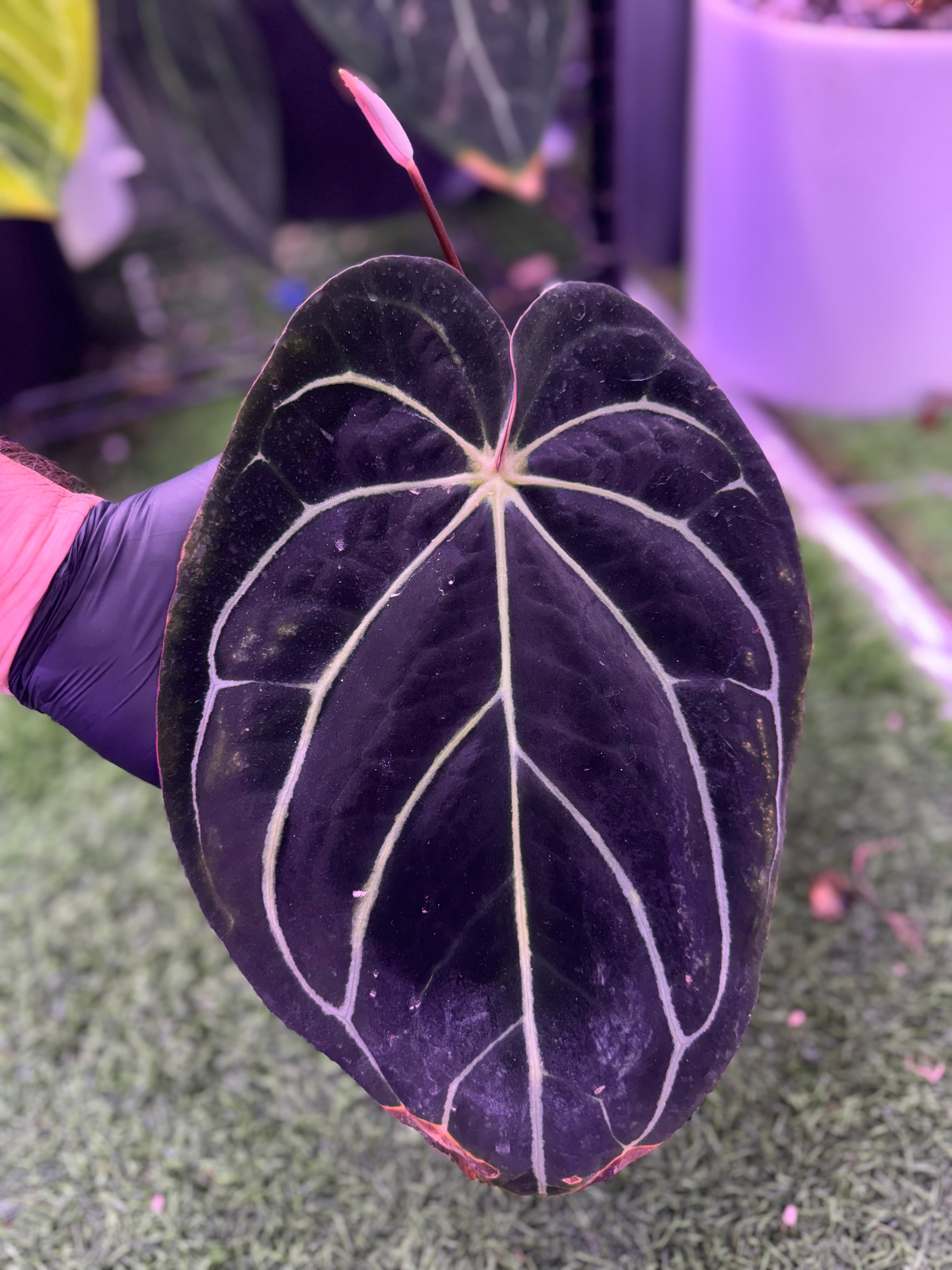 Anthurium carlablackiae RA8 clone