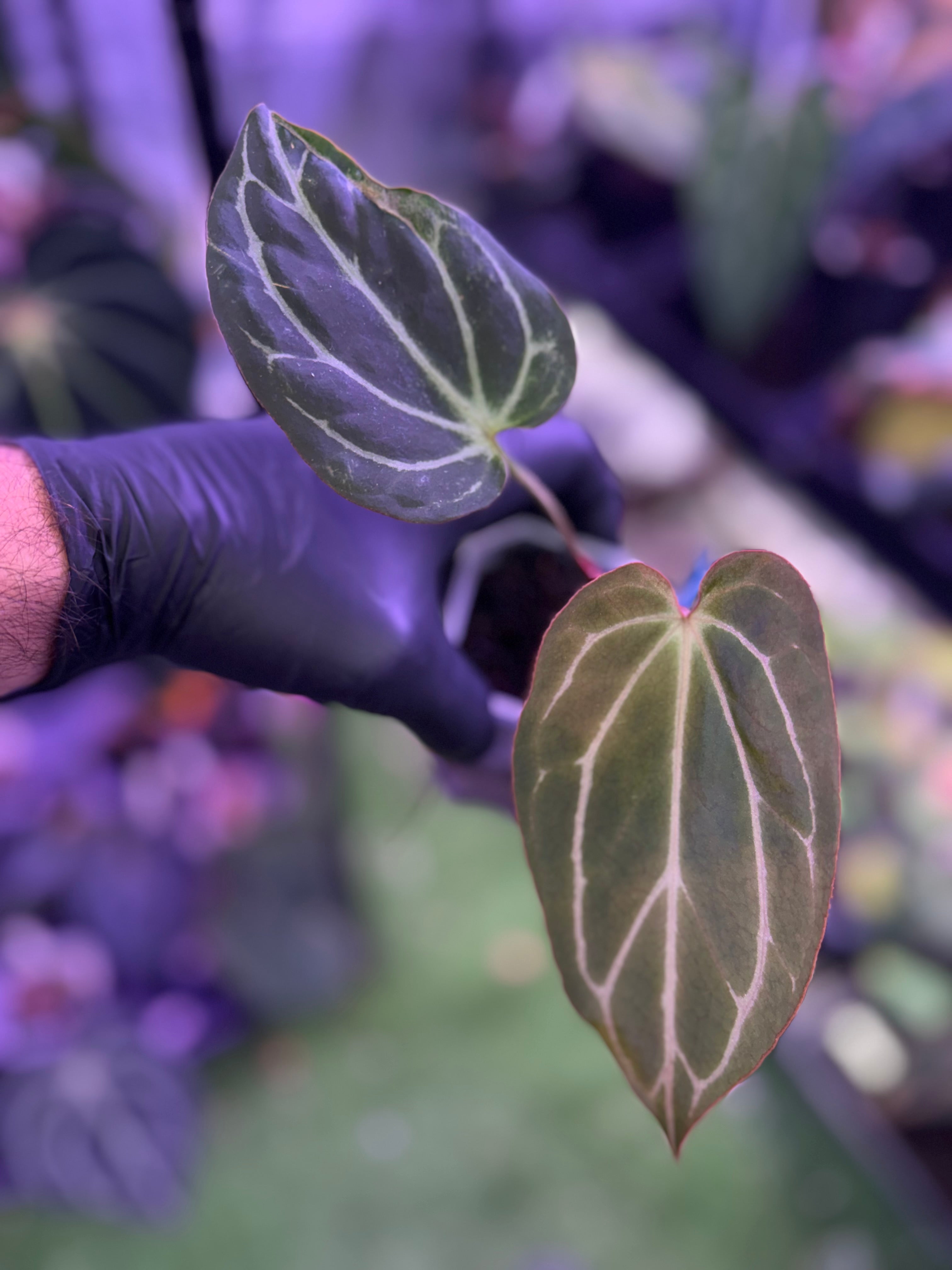 Anthurium Araña x Tim Anderson ‘Stripey’