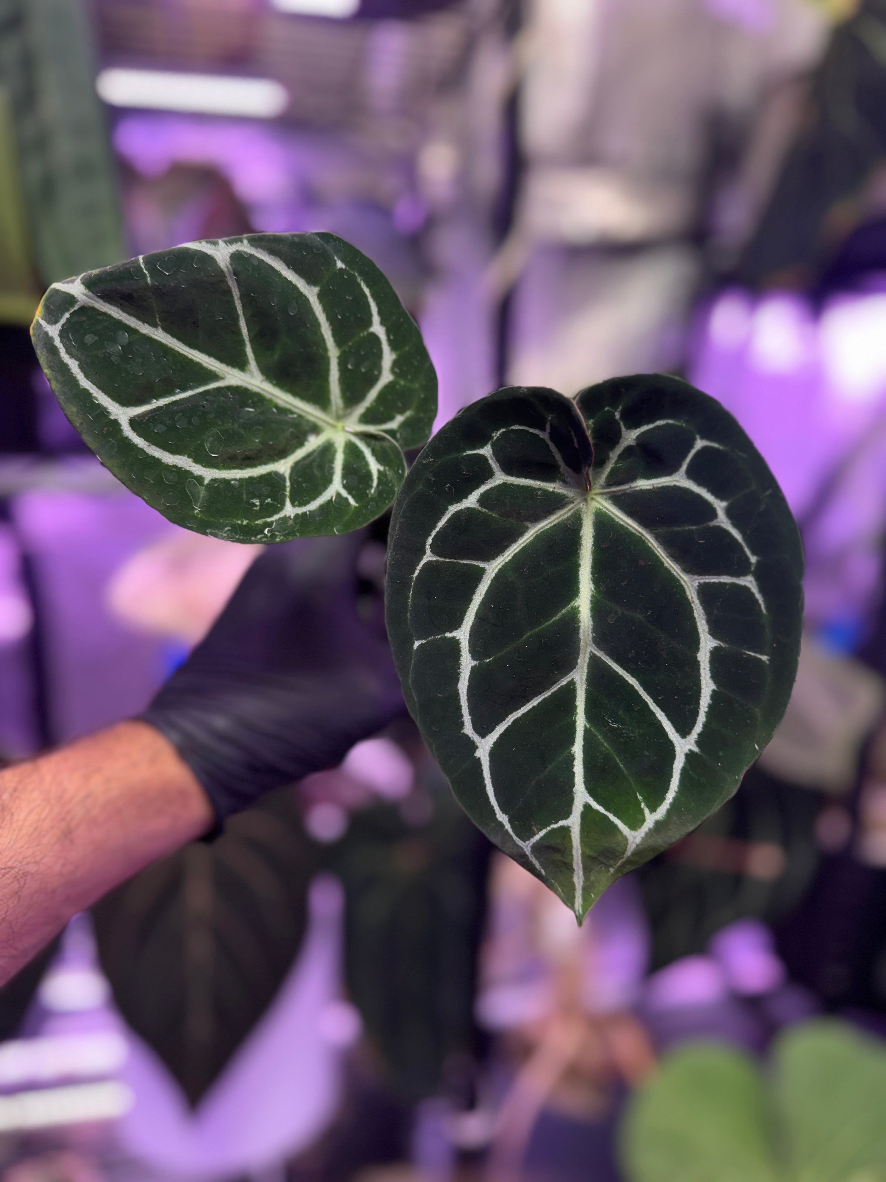 Anthurium crystallinum Chocolate x “Black Widow x Michelle”