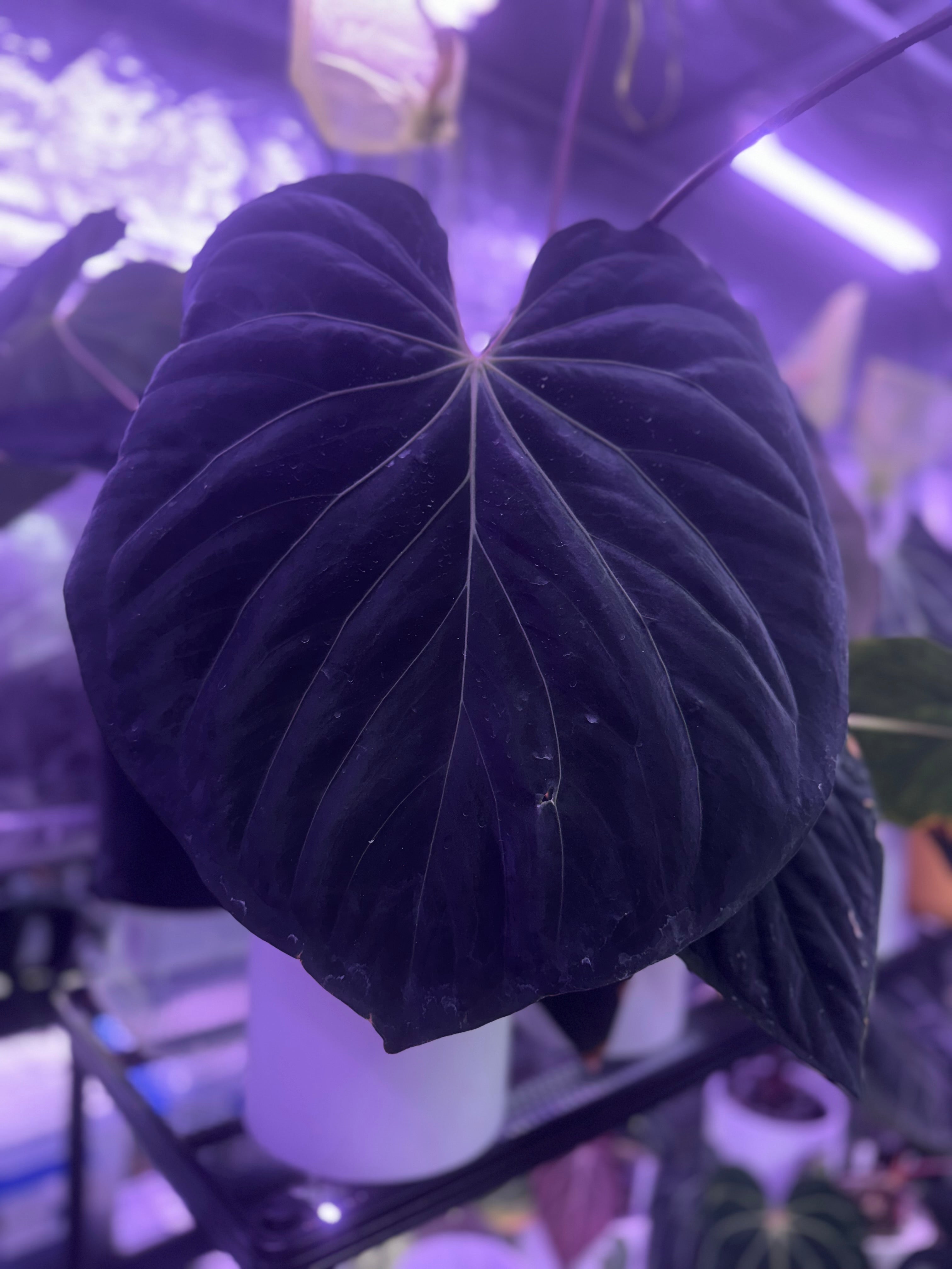 Anthurium (King of Spades x BVEP) x “Black Widow x Michelle”
