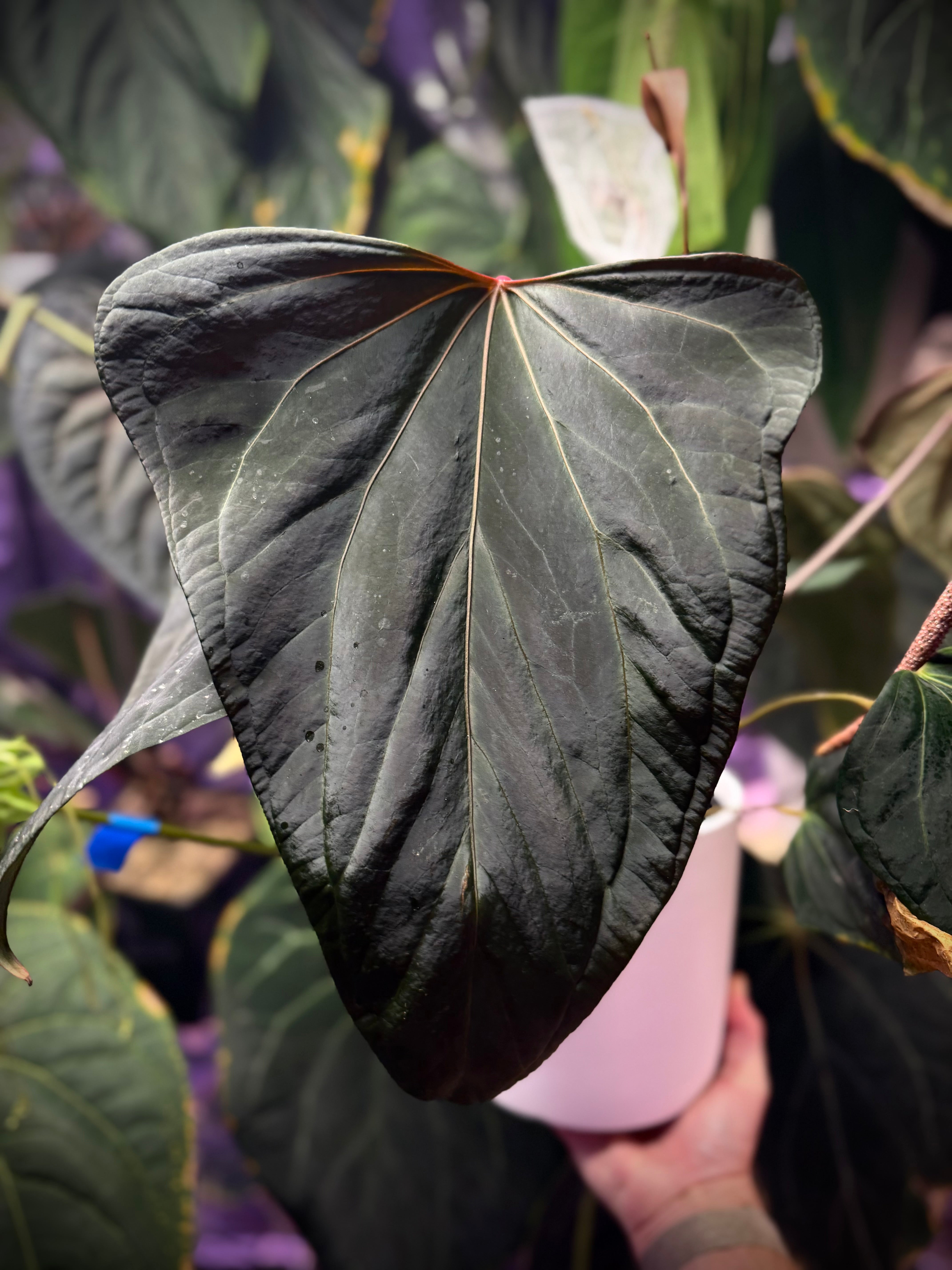 Anthurium Dorito S1 x Tim Anderson ‘Stripey’