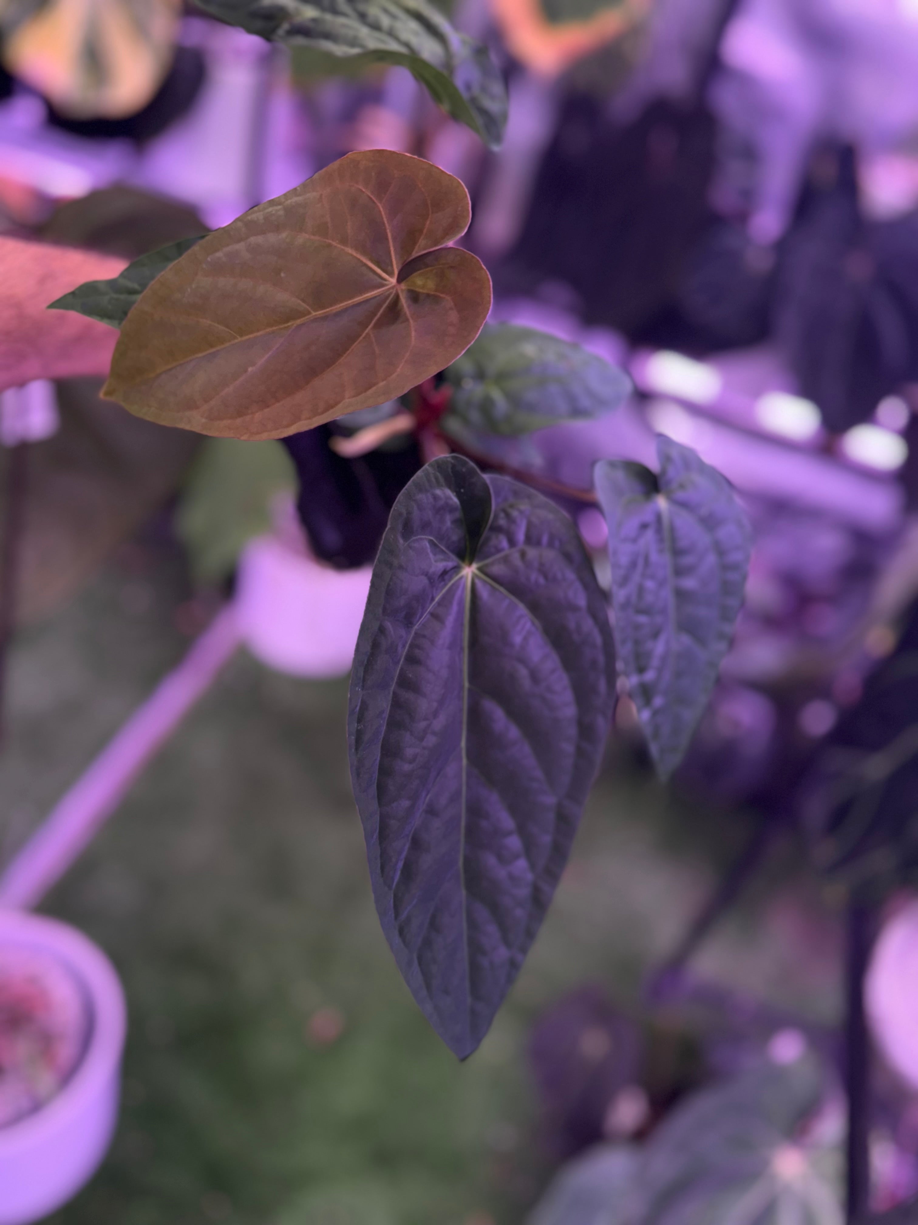 Anthurium Udaka x dressleri RG#2