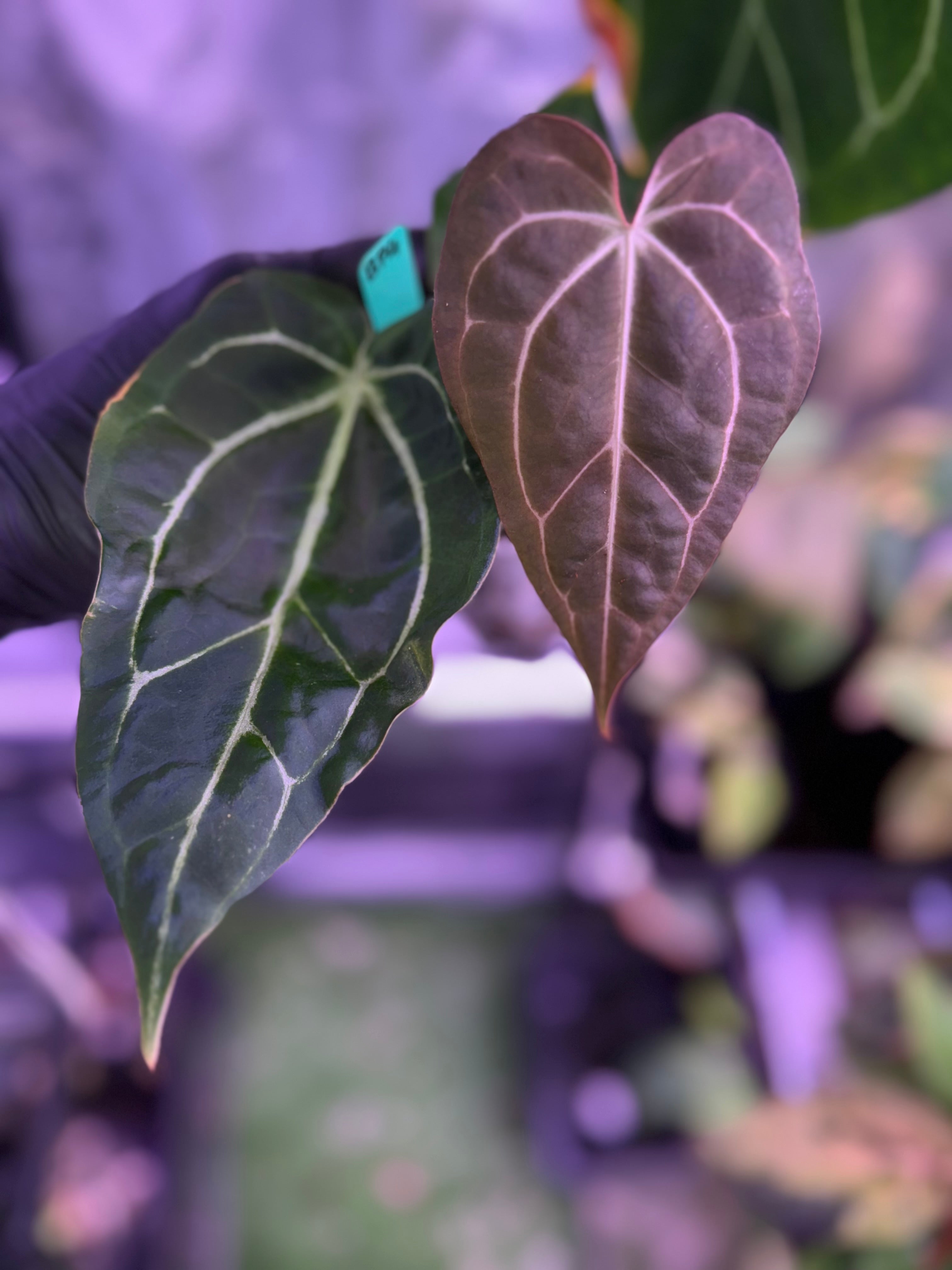 Anthurium (carlablackiae x Black Widow Michelle #2) x Stripey