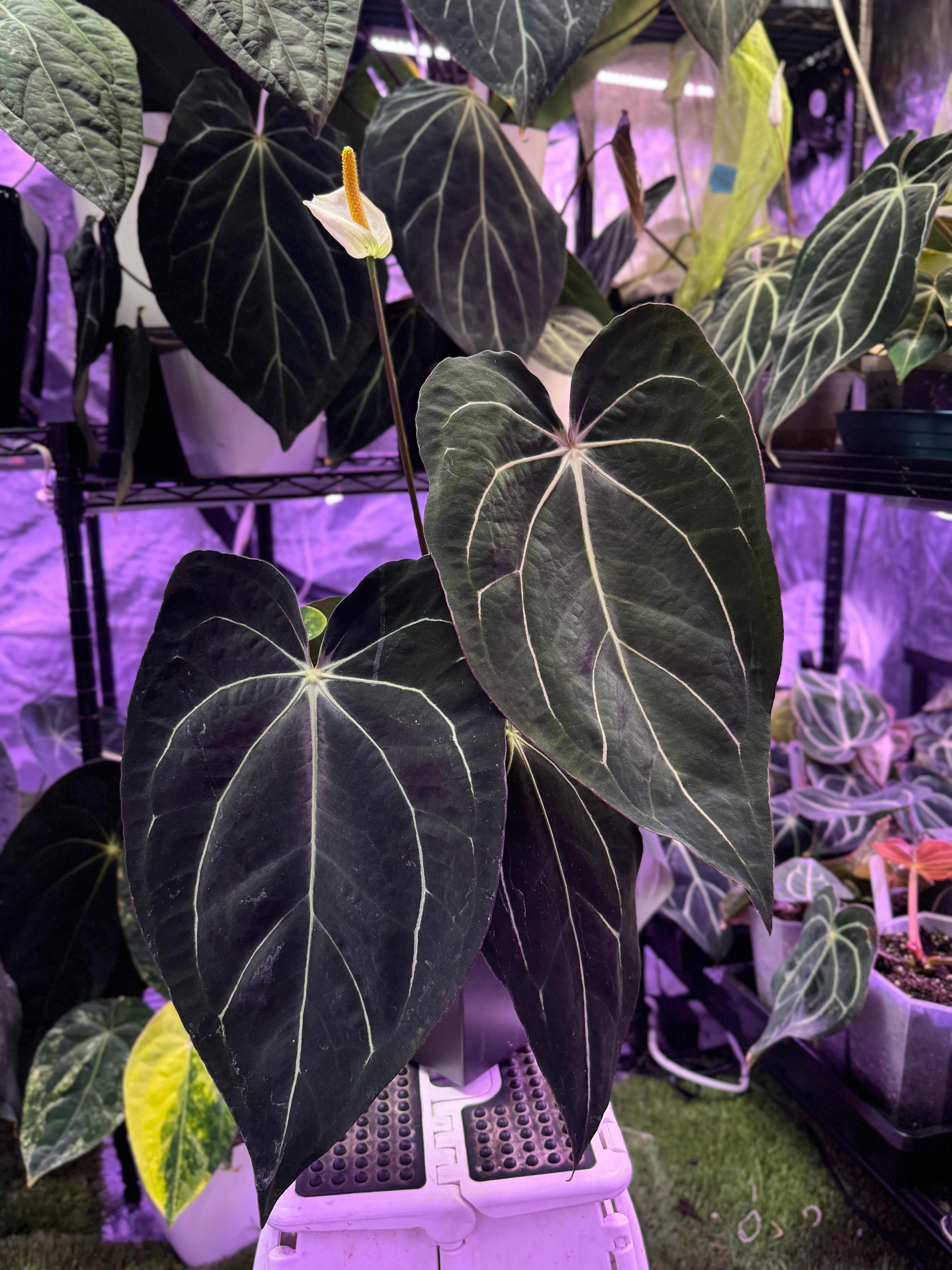 Anthurium carlablackiae “Amanda” X “RA5x10” A