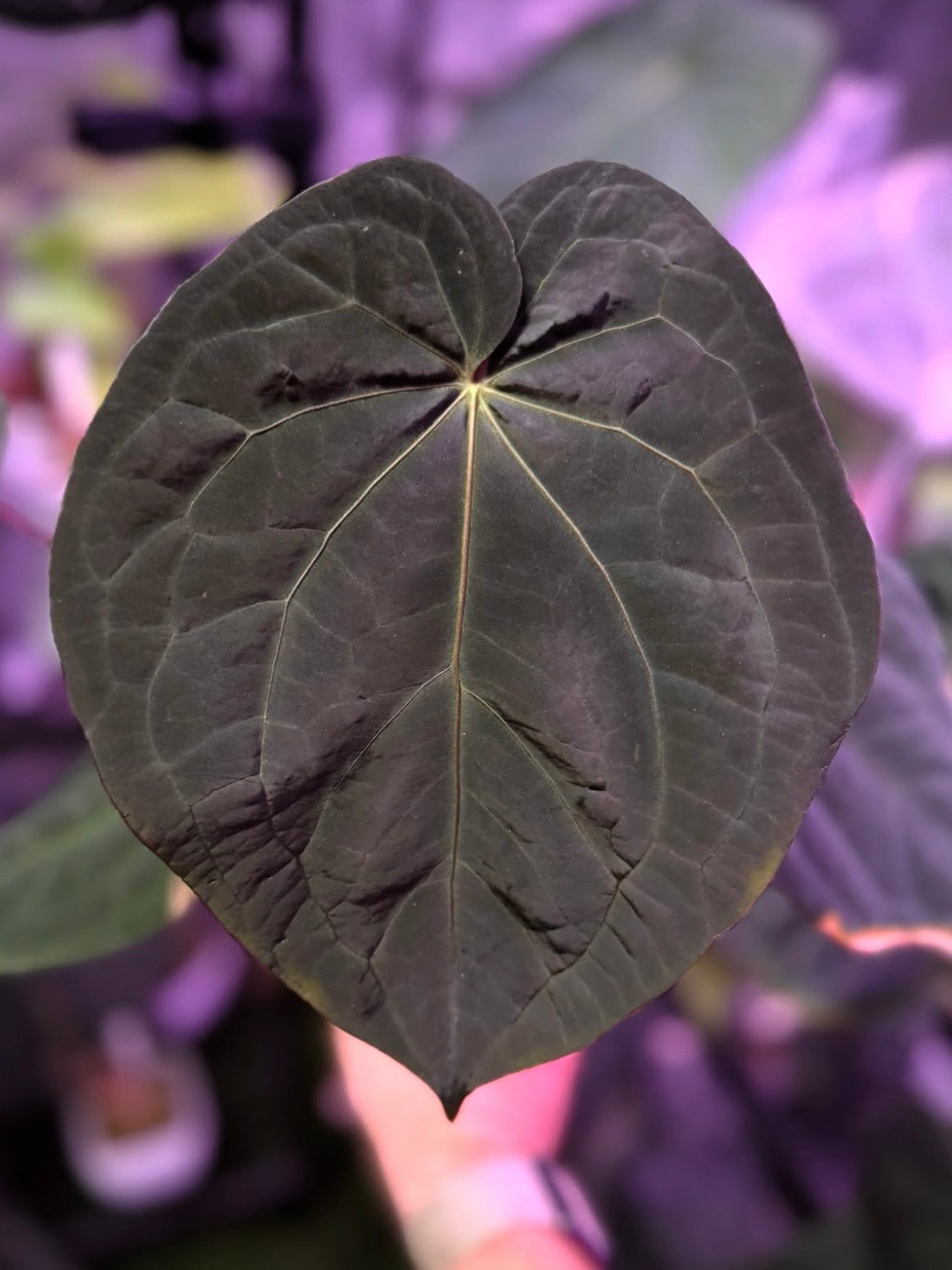 Anthurium carlablackiae District x (BVEP x “Black Widow x Michelle”)
