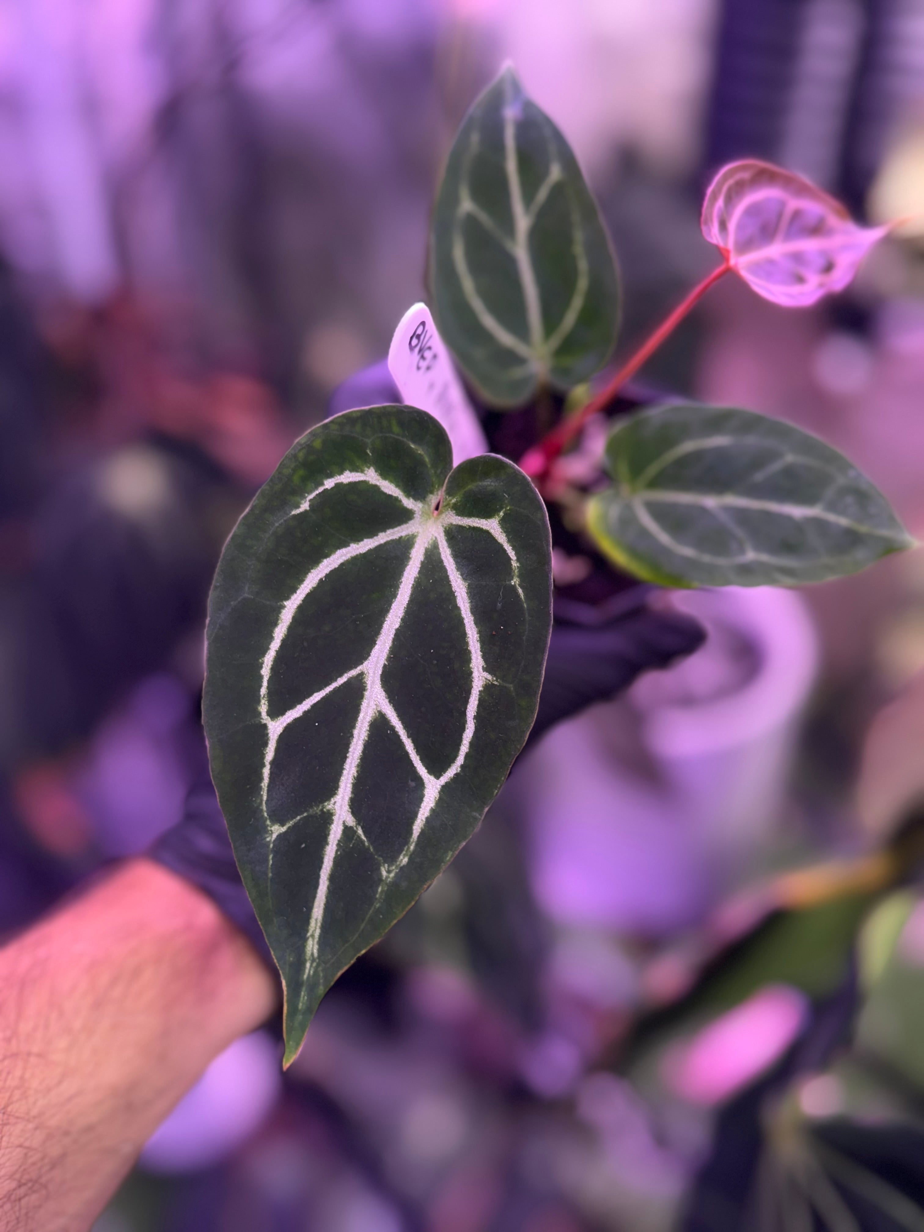 Anthurium (BVEP x Black Widow Michelle) x Black Widow Michelle