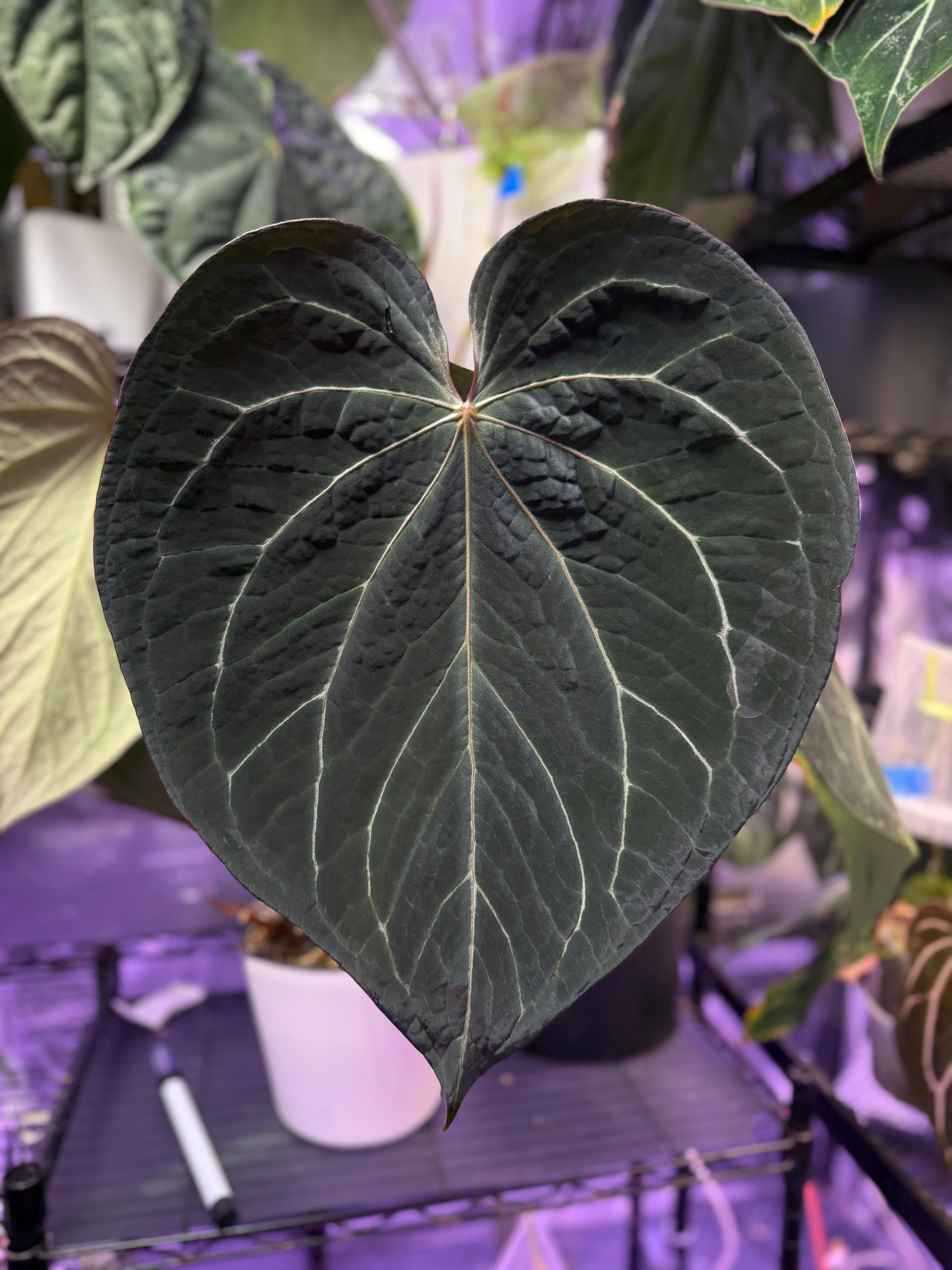 Anthurium "Tim Anderson Stripey" X "Araña" AB