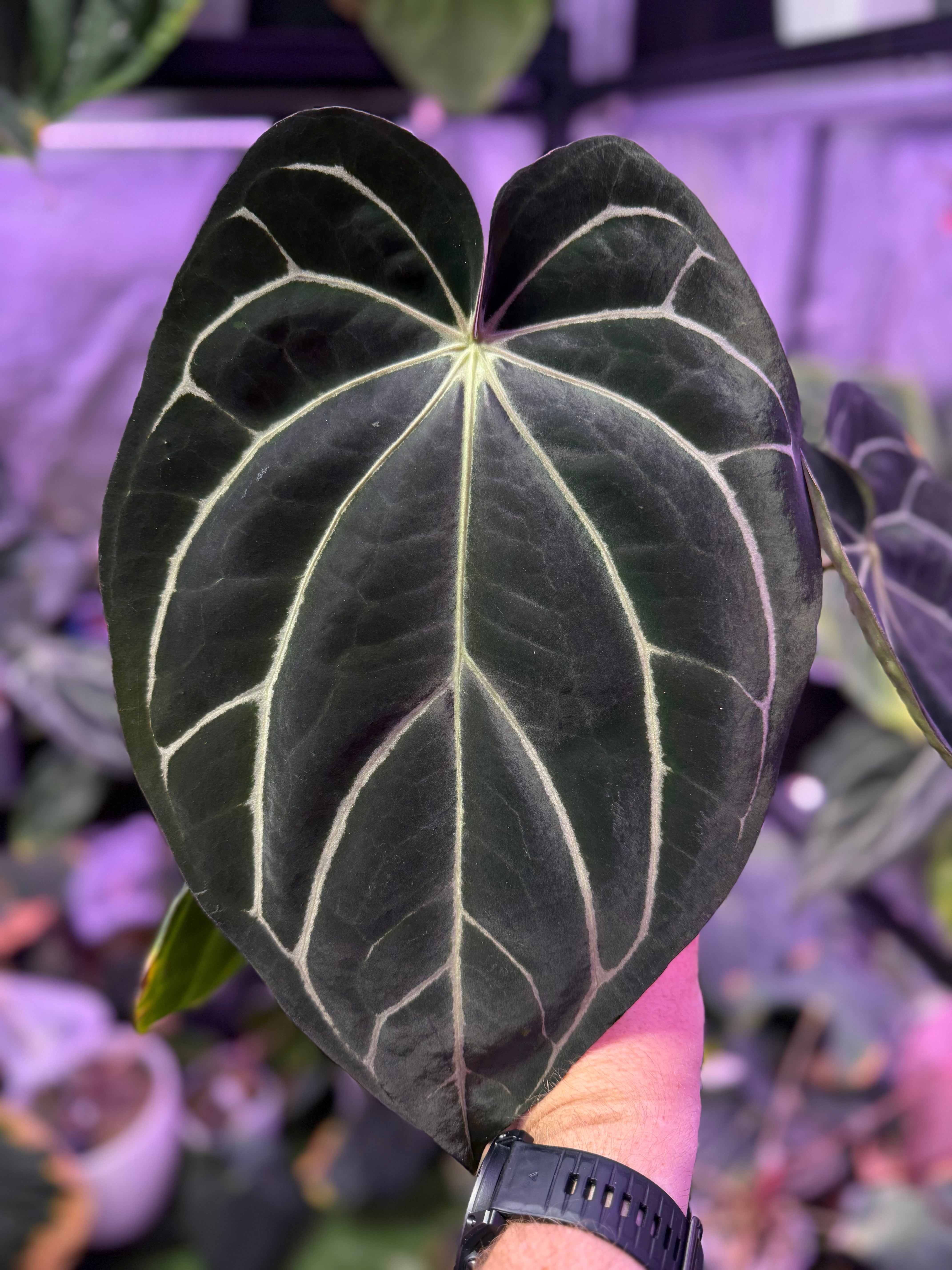 Anthurium carlablackiae “District” x RA8
