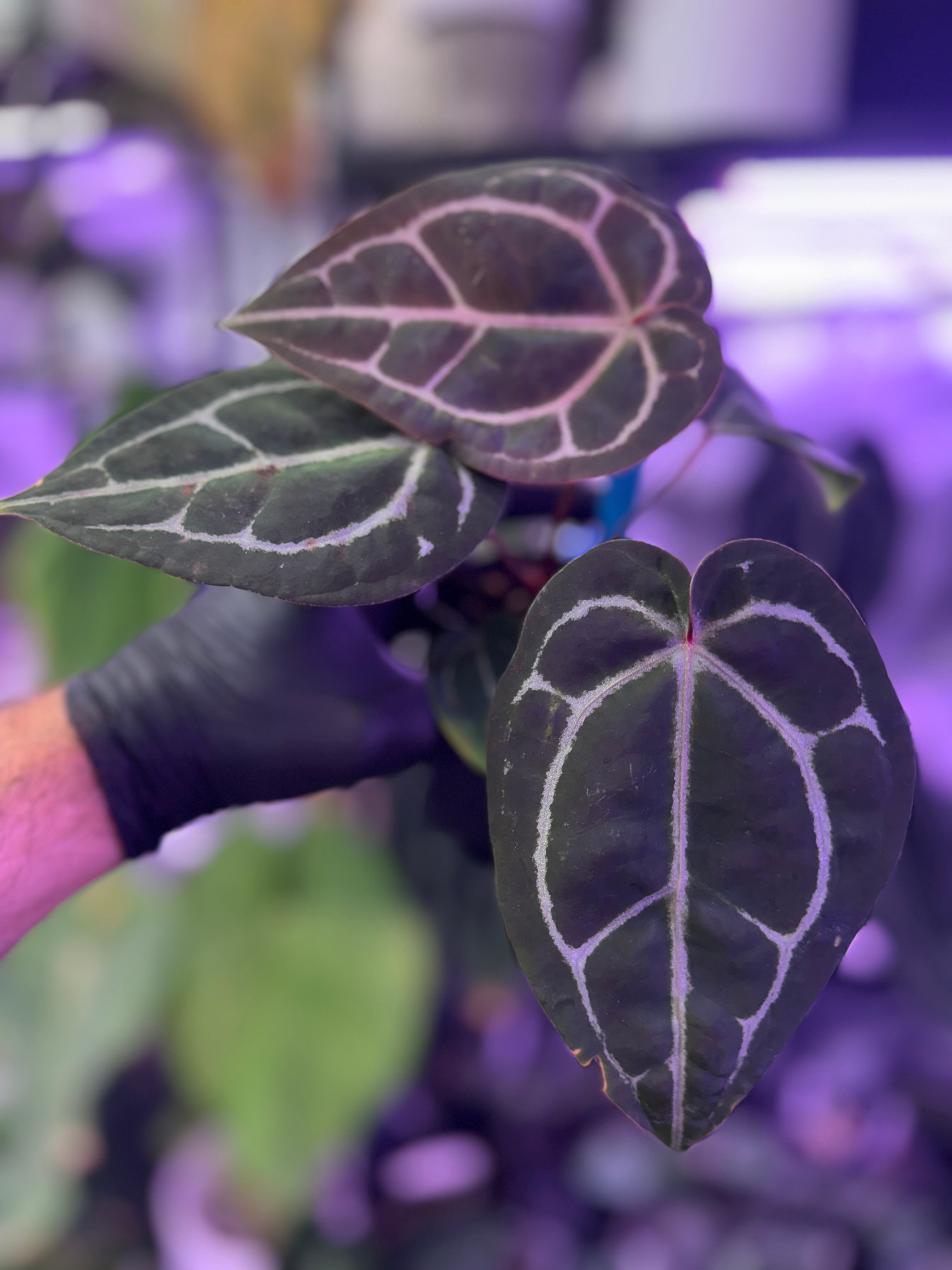 Anthurium Tezula ‘Red Crystal’ x Snake Oil