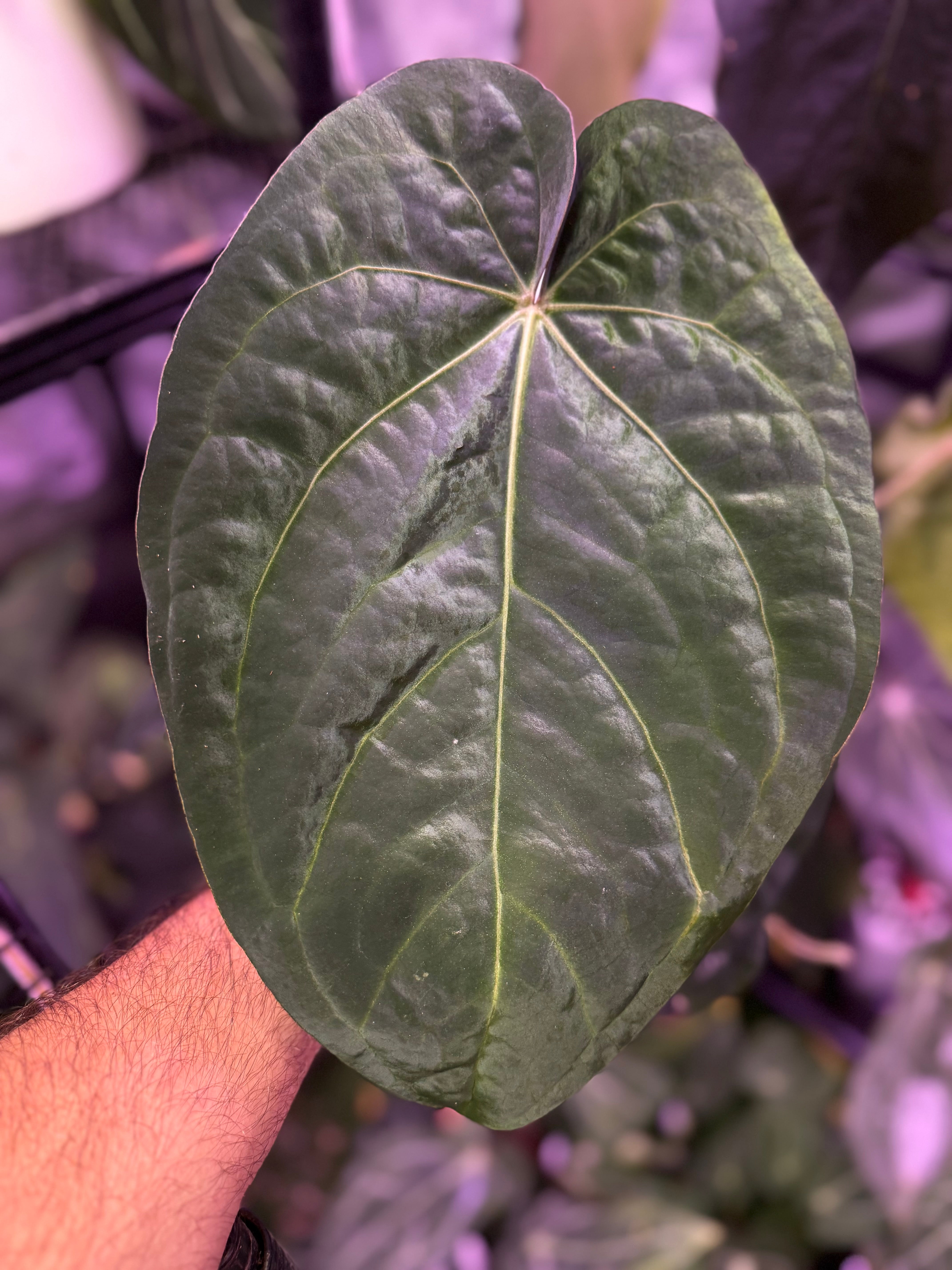 Anthurium Buz Bench Hybrid ((AOS x dressleri) x ?)