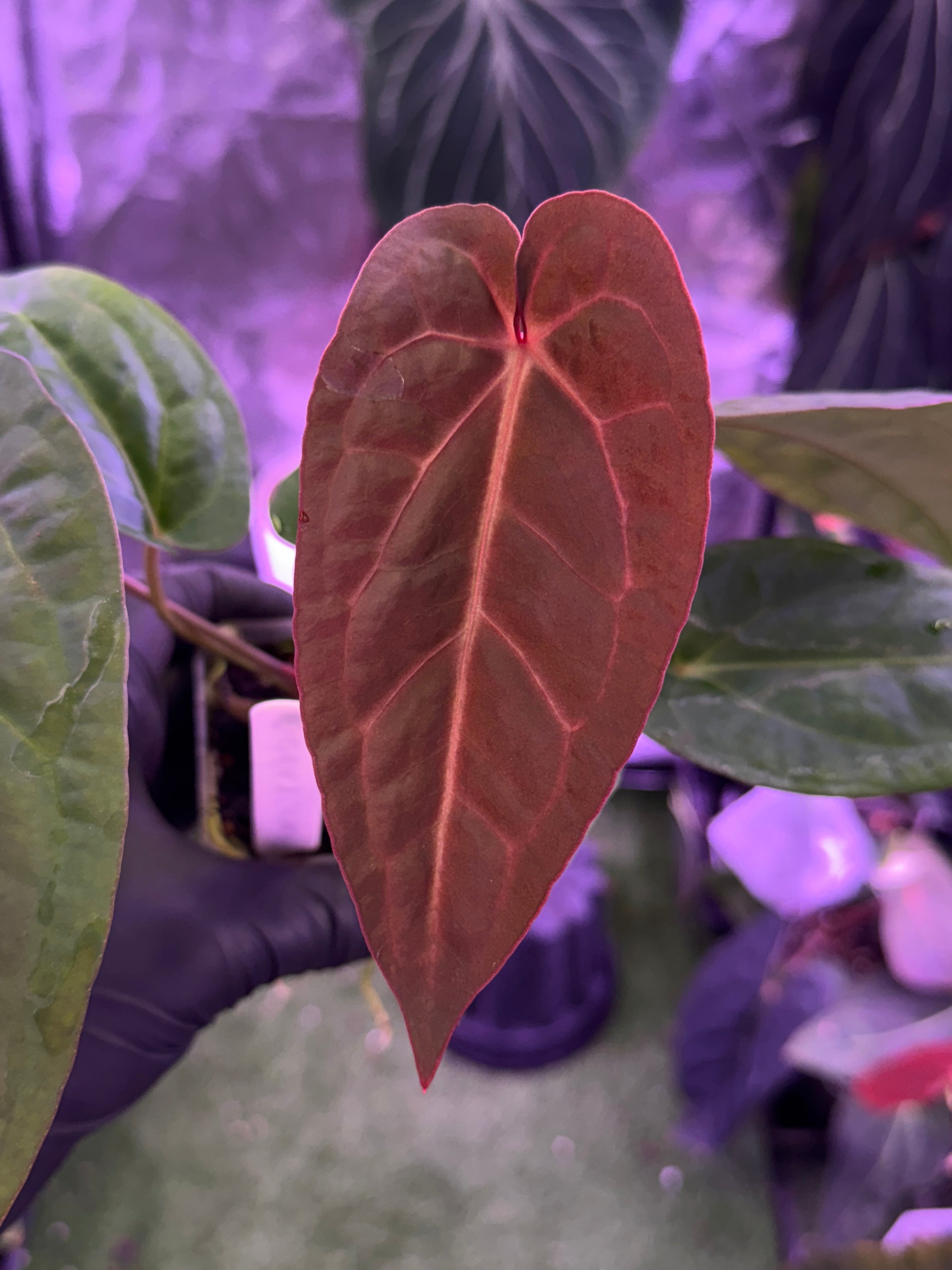 Anthurium Michelle x (carlablackiae x nov. DF)