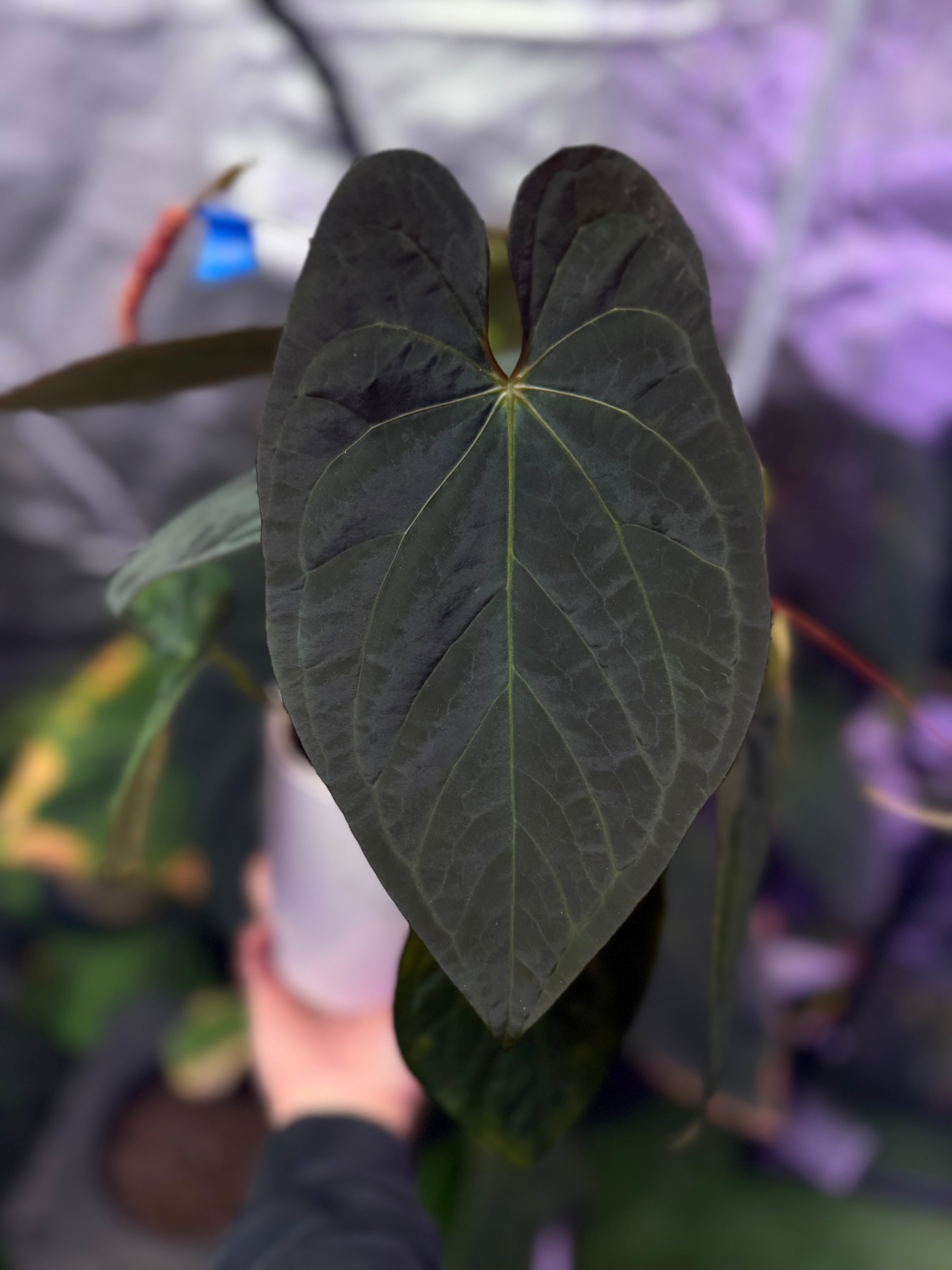 Anthurium Black Cherry x carlablackiae RA8 - germinated seed