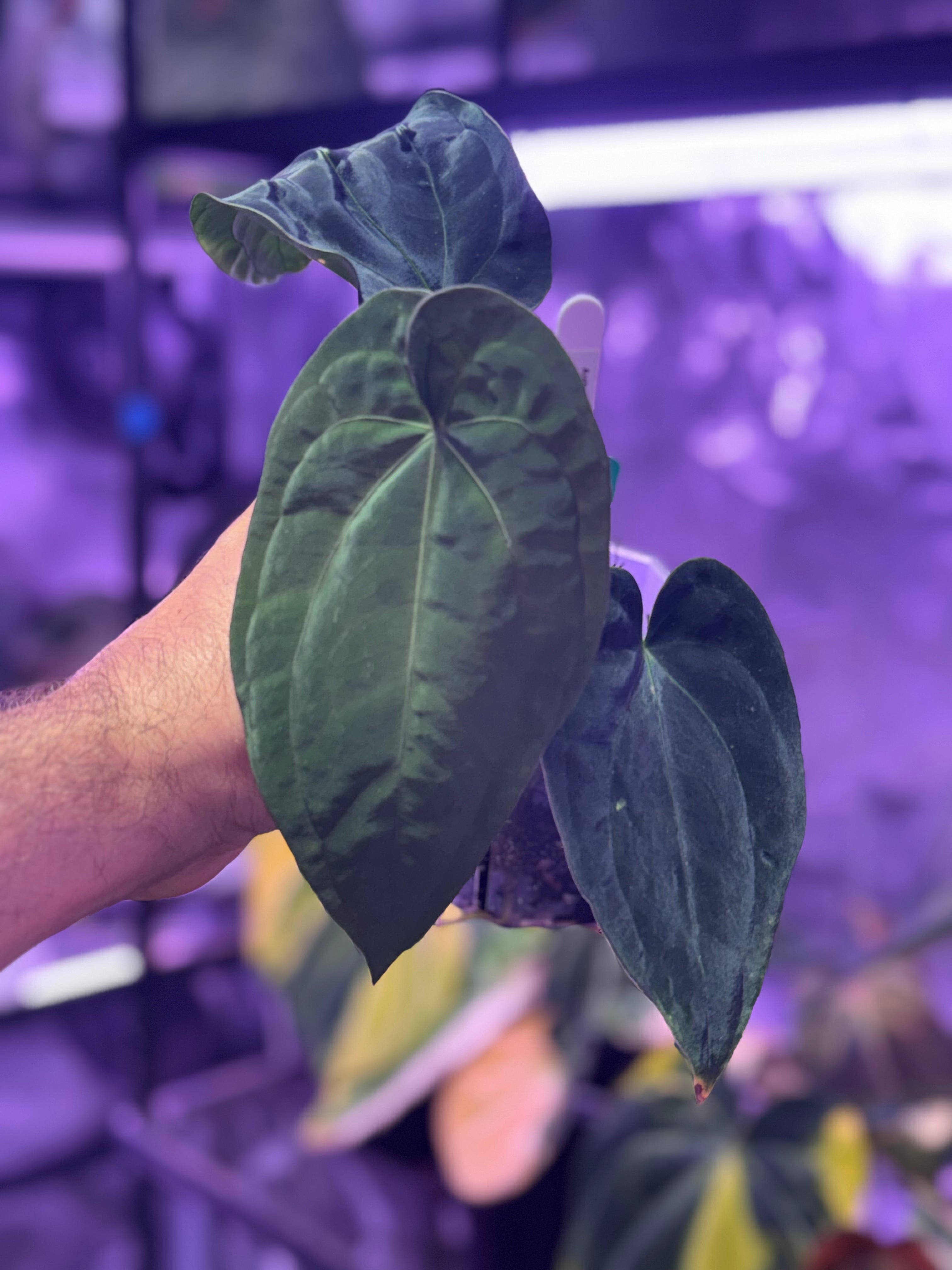 Anthurium dressleri RG F2 x PapX