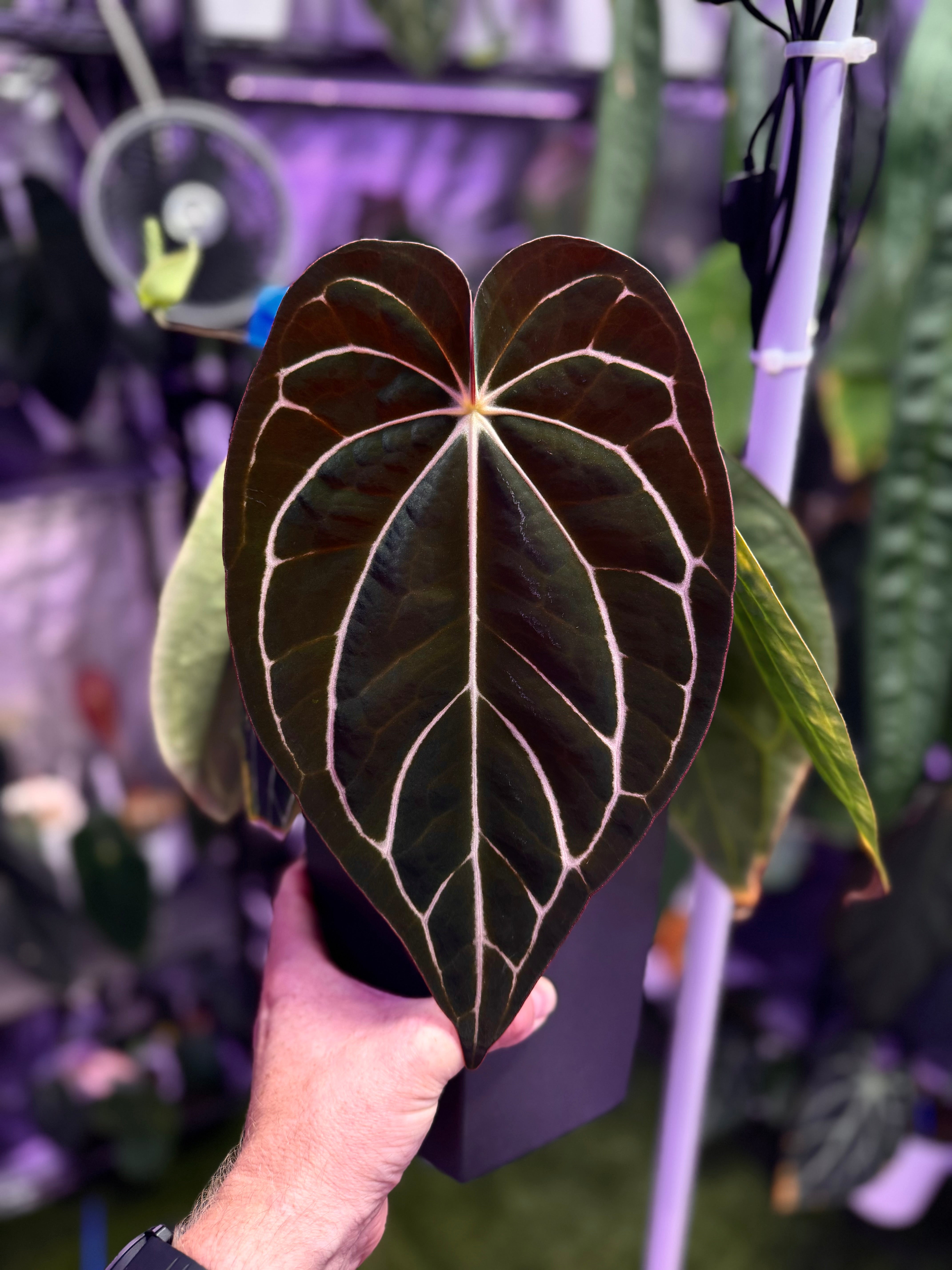 Mature Anthurium carlablackiae RA4 x RA16 - Hold Back