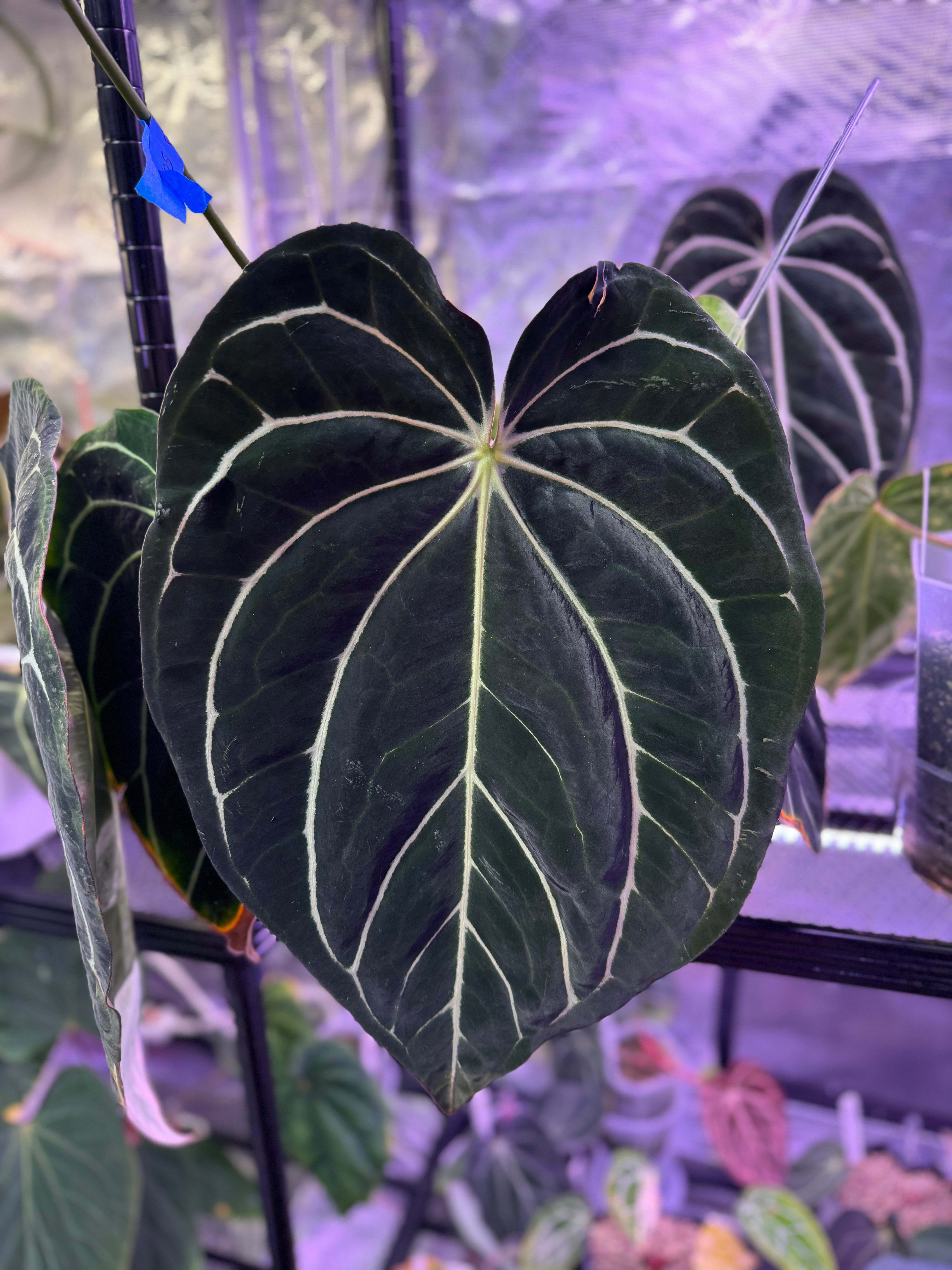 Anthurium ‘Stripey’ X carlablackiae ‘District’ 1