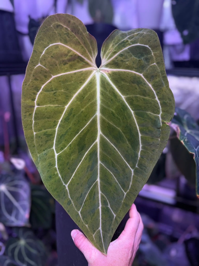 Anthuirum dressleri RGf2 "Justin" x "Snake Oil Buz 2"