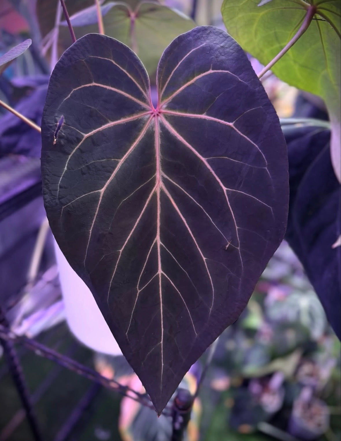 Anthurium (sp. Nov DF x carlablackiae) x BWMDB#1