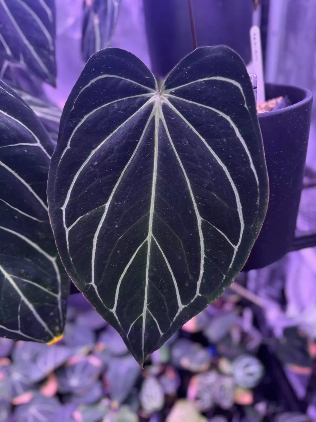 Anthurium carlablackiae (RA4 x PM1) x (Buz1 x RA8
