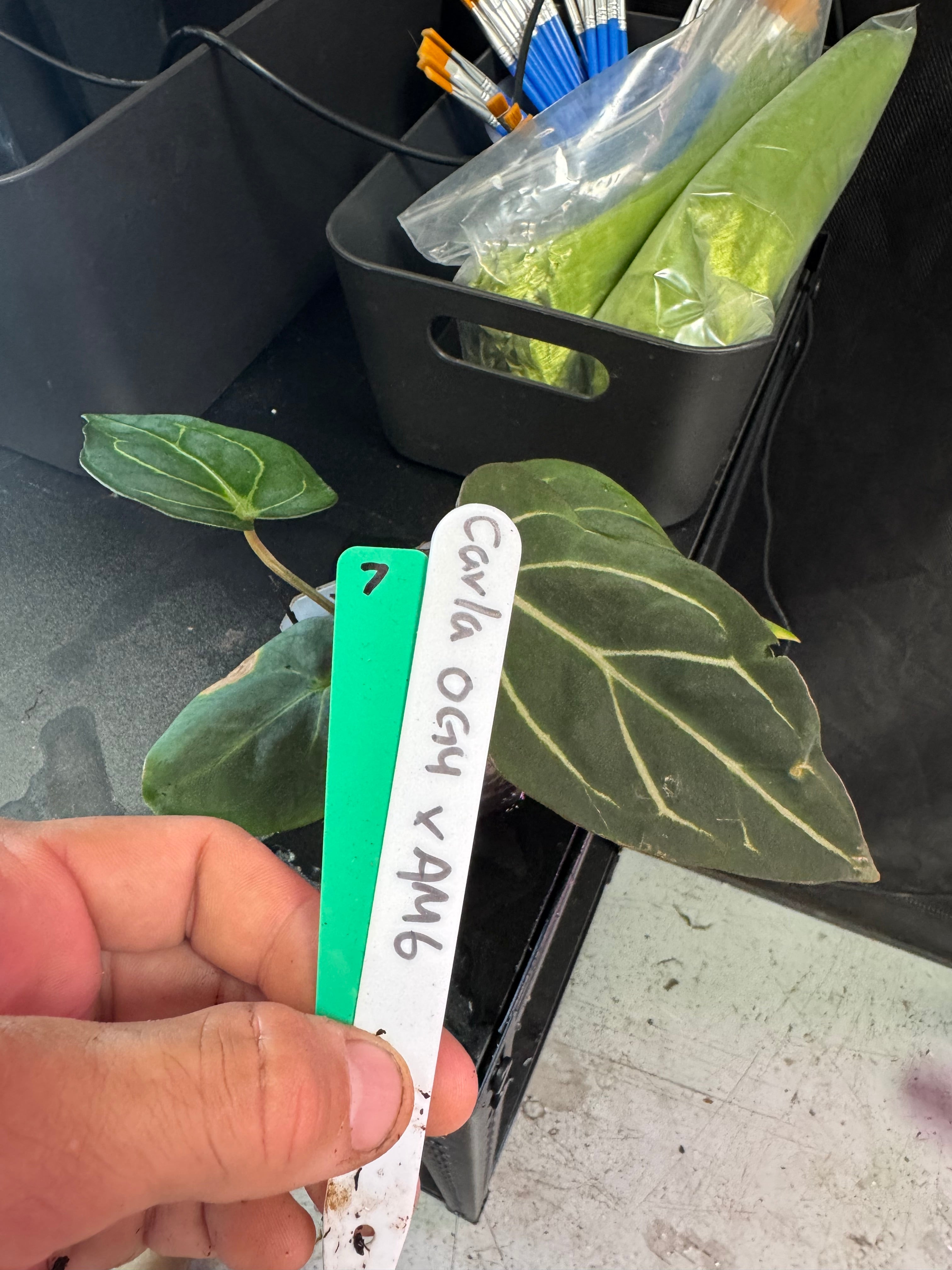 Anthurium carlablackiae OG4 x carla PM6