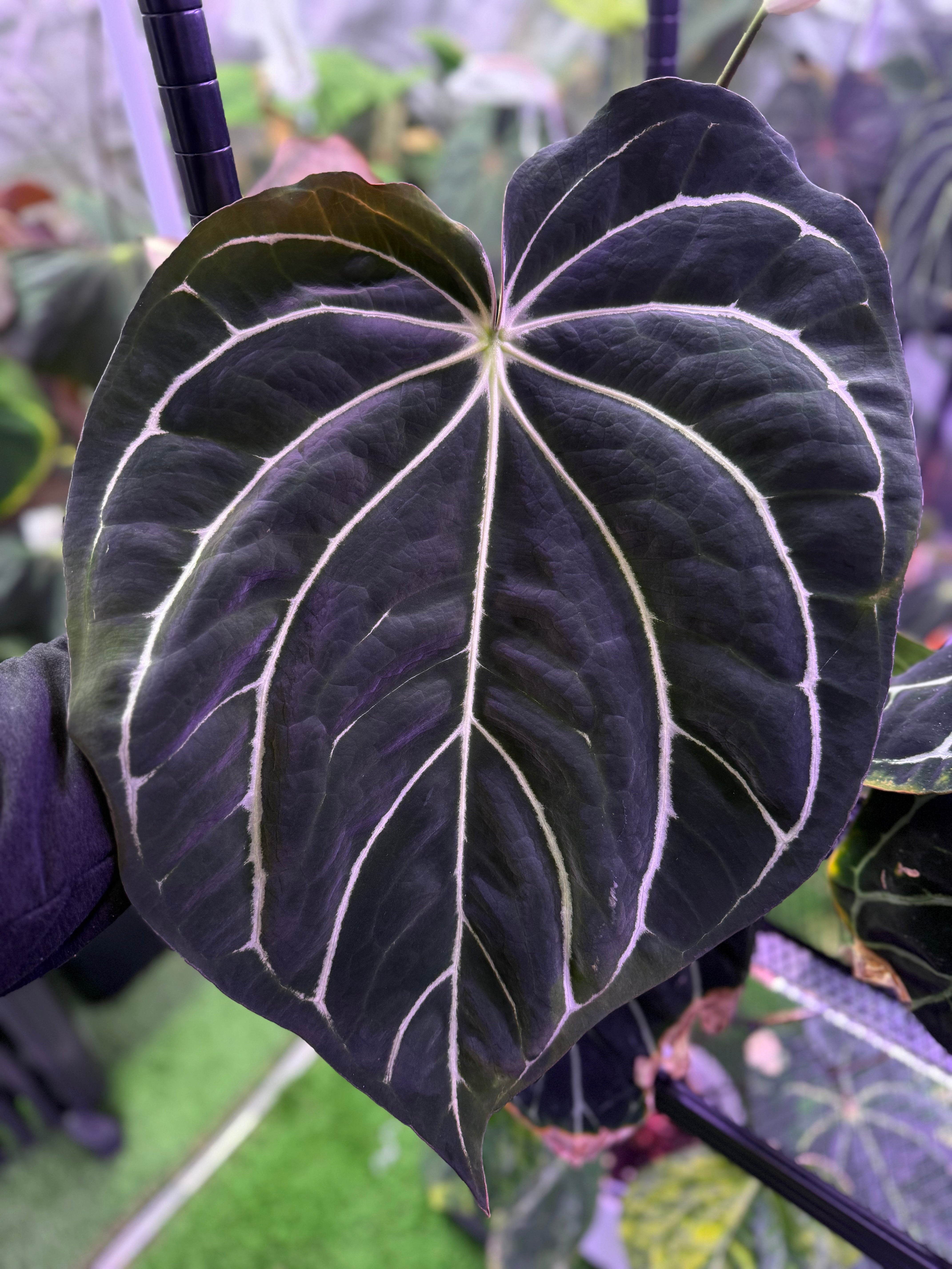 Anthurium carlablackiae “District” x RA8